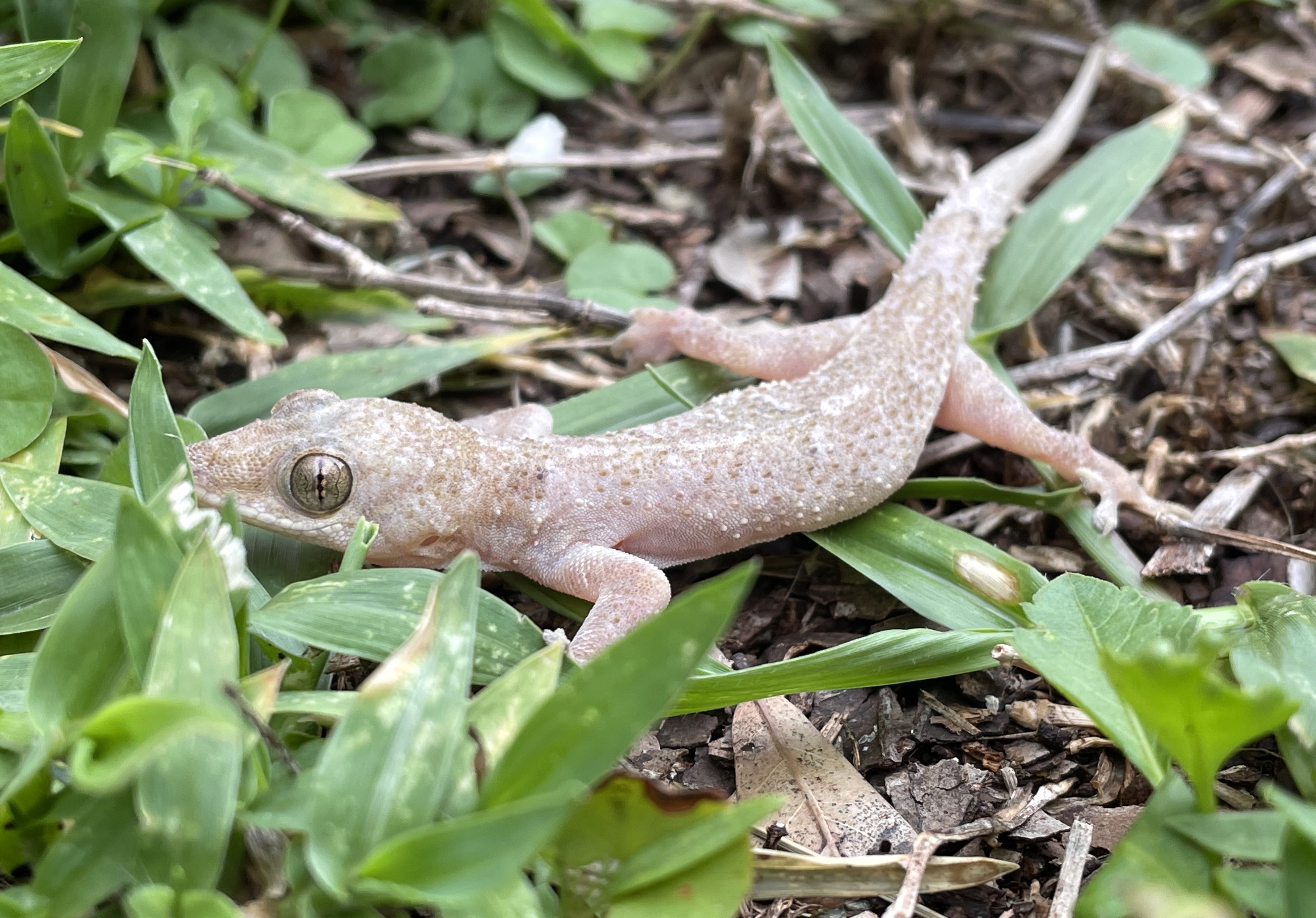 DIY Gecko Trap, Geckos are cute little lizards which eat a …