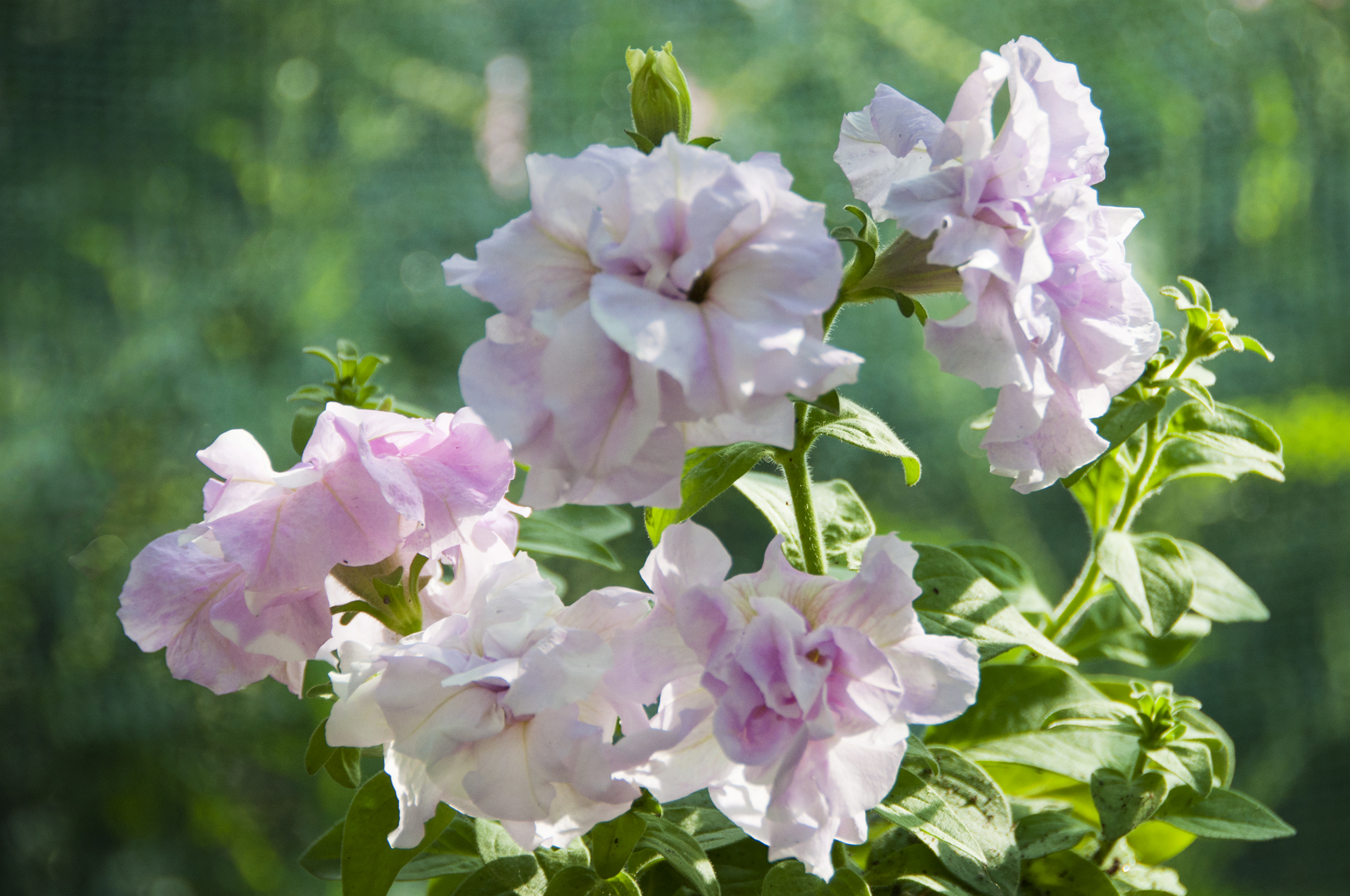 are petunia flowers safe for dogs