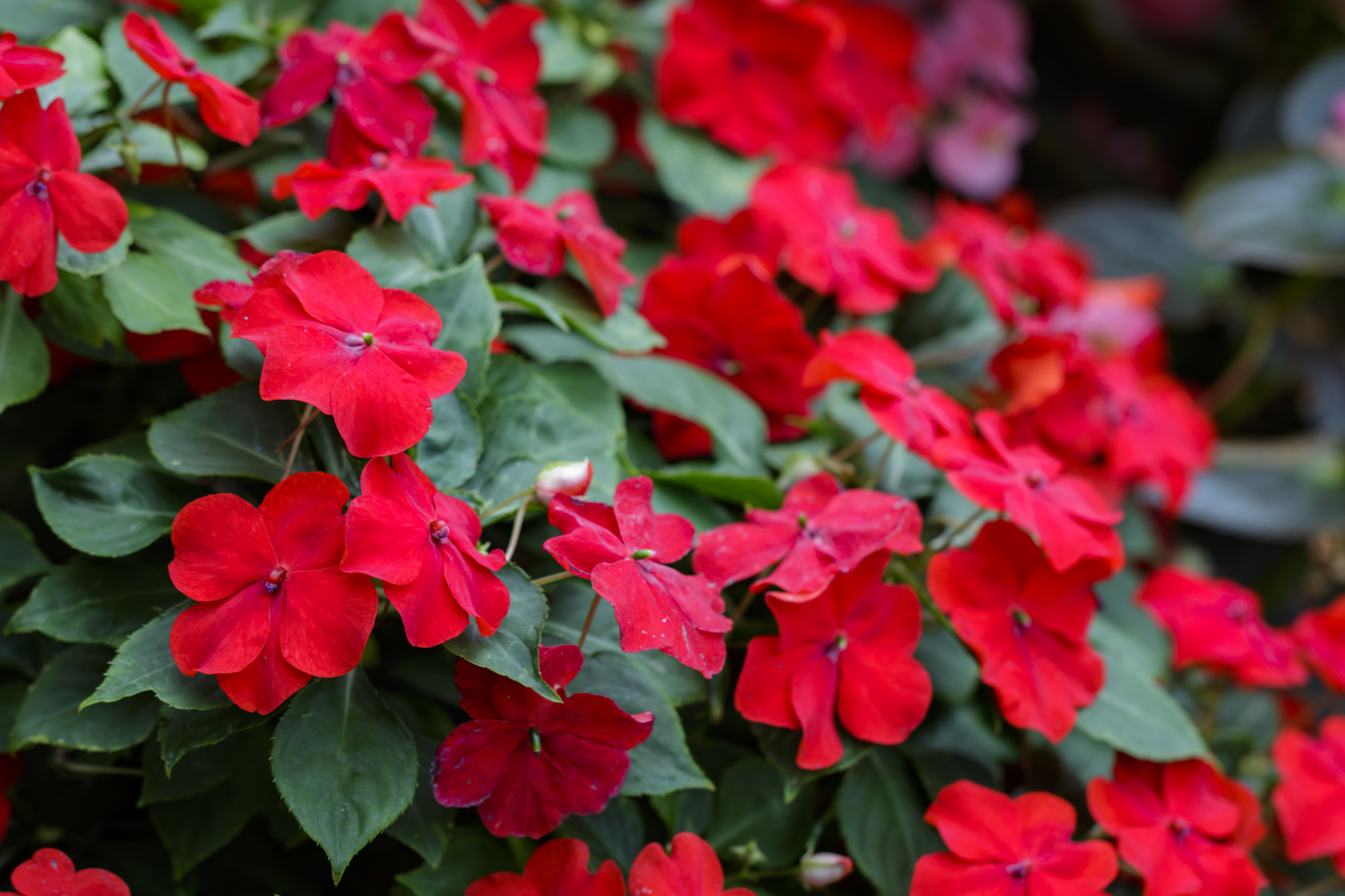 Morning Sun Plants | Hunker