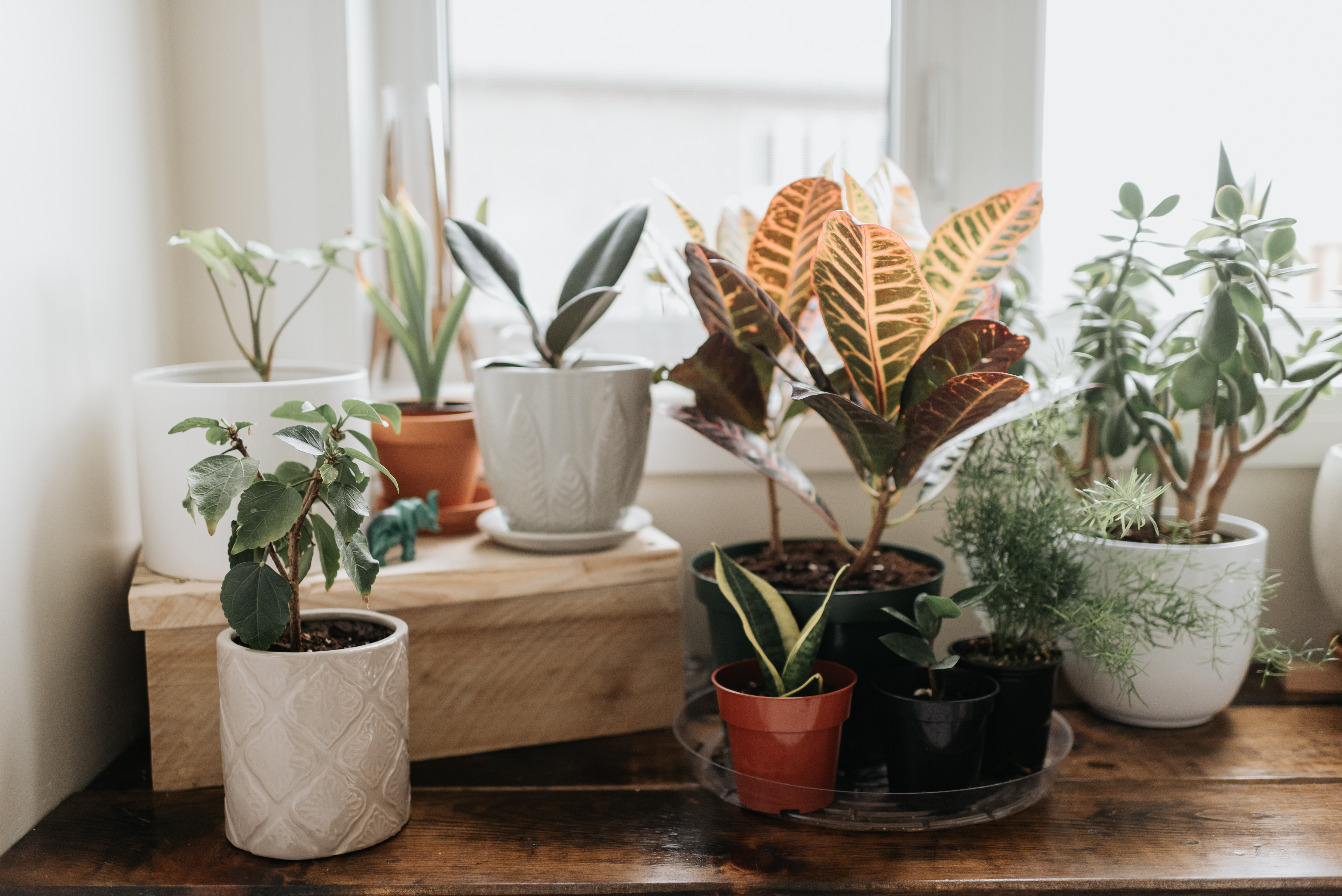 How to Choose a Container for Your Houseplant