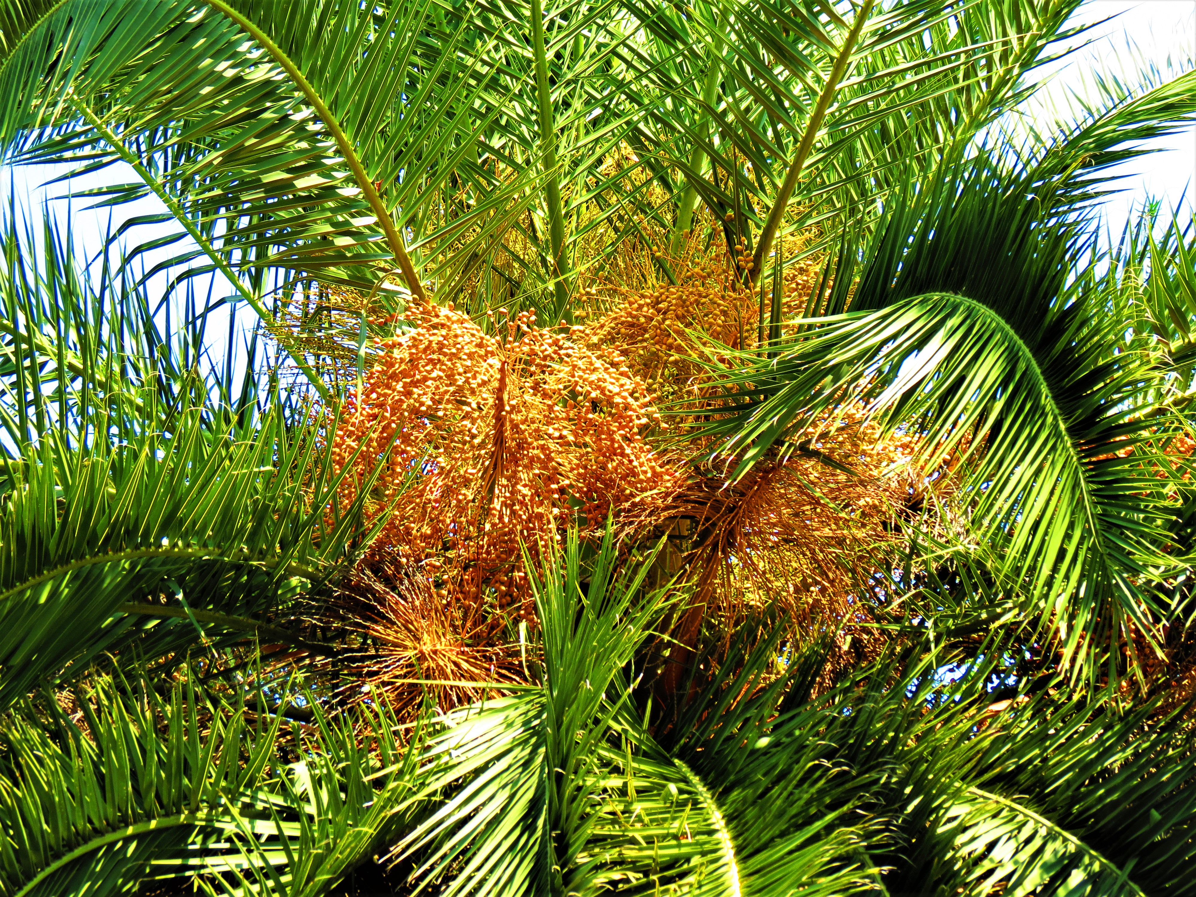 Palm tree sale toxic to dogs