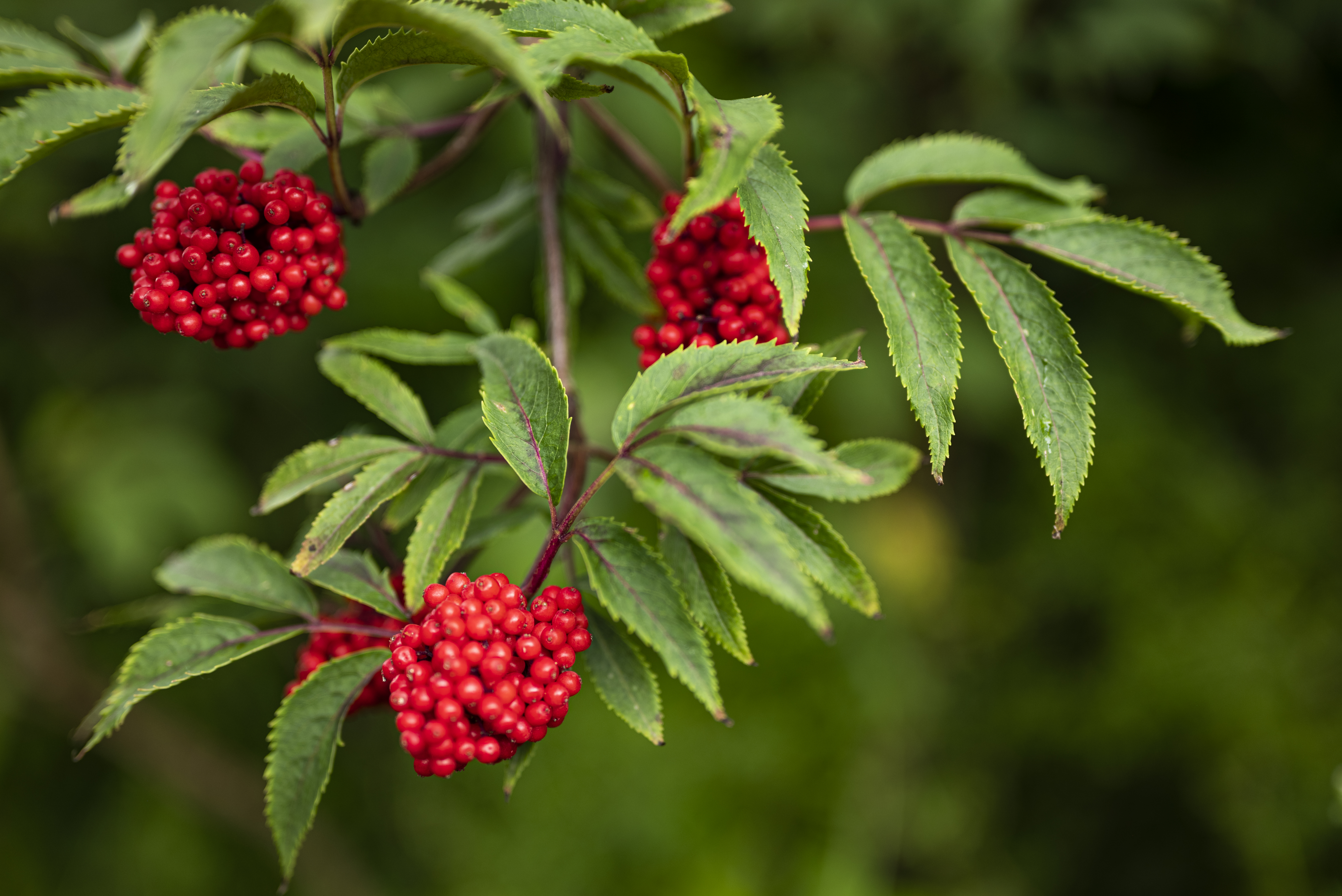 Mountain ash tree cheap berries poisonous dogs