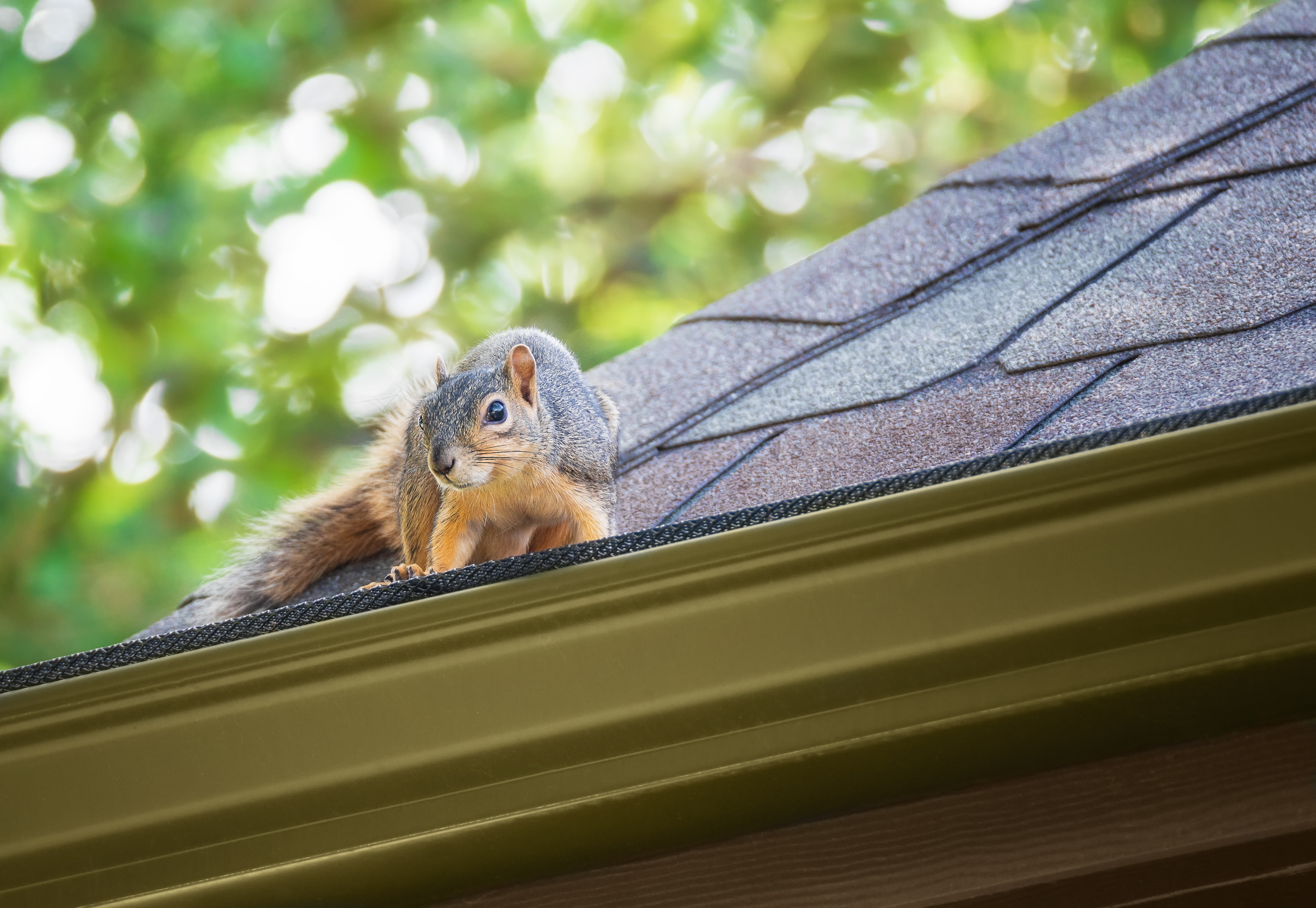 How to get squirrels out from inbetween walls of my house, humanely? After  patching one hole they've created another. How can I get them out and  prevent them from creating more holes