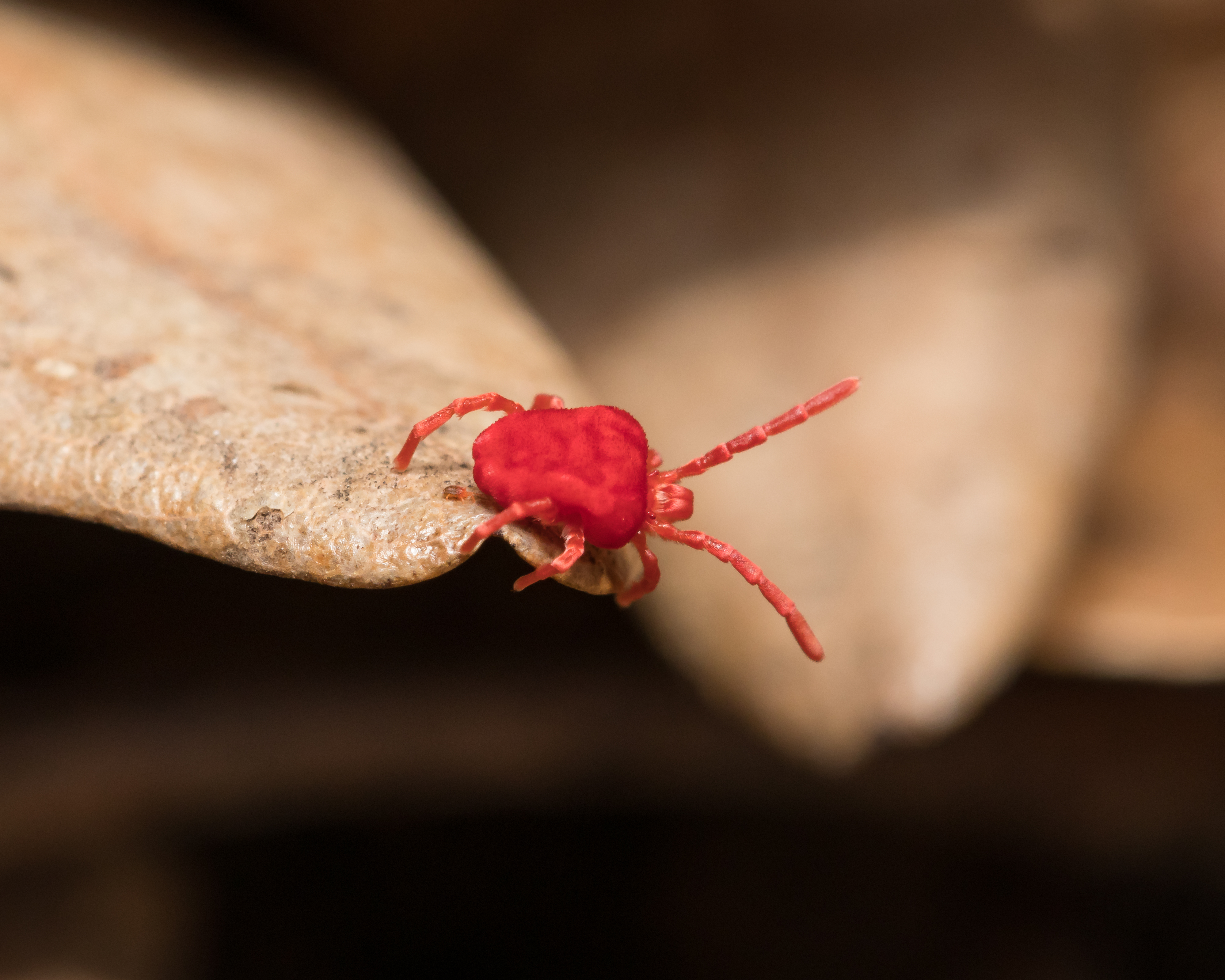 red spider mites on concrete