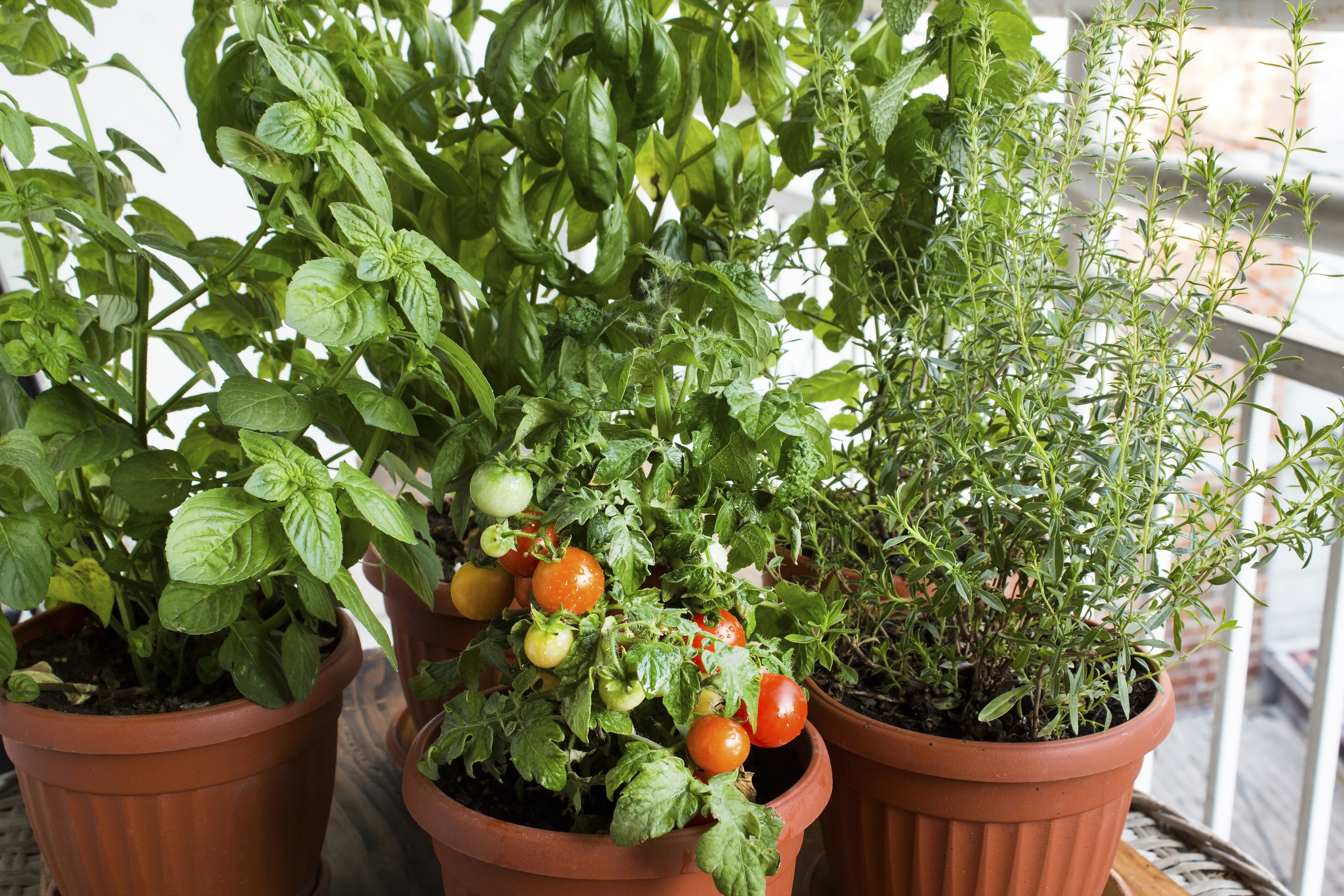 Can I Grow Basil and Tomatoes in the Same Container Hunker