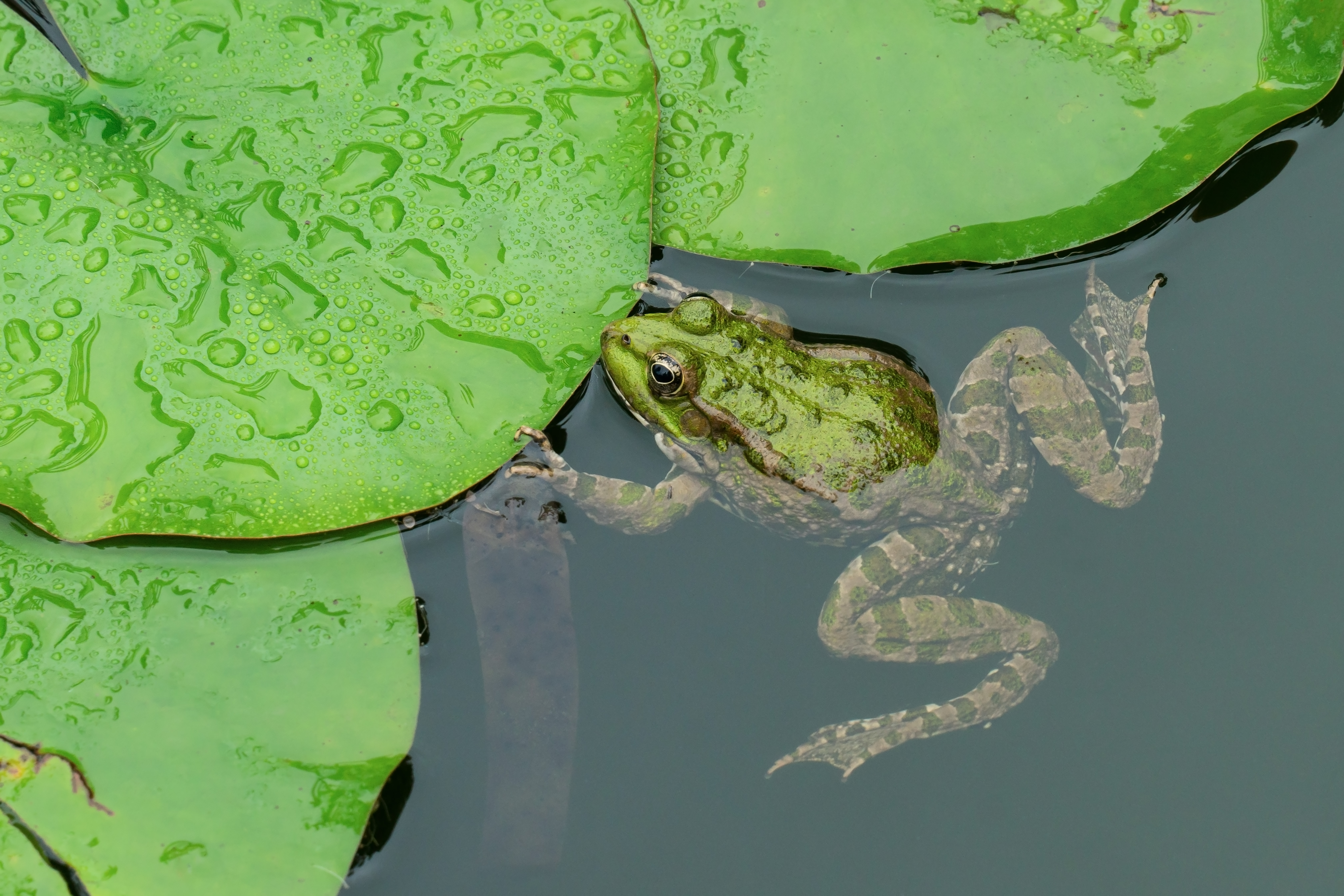 Are Frogs in the Garden Dangerous?