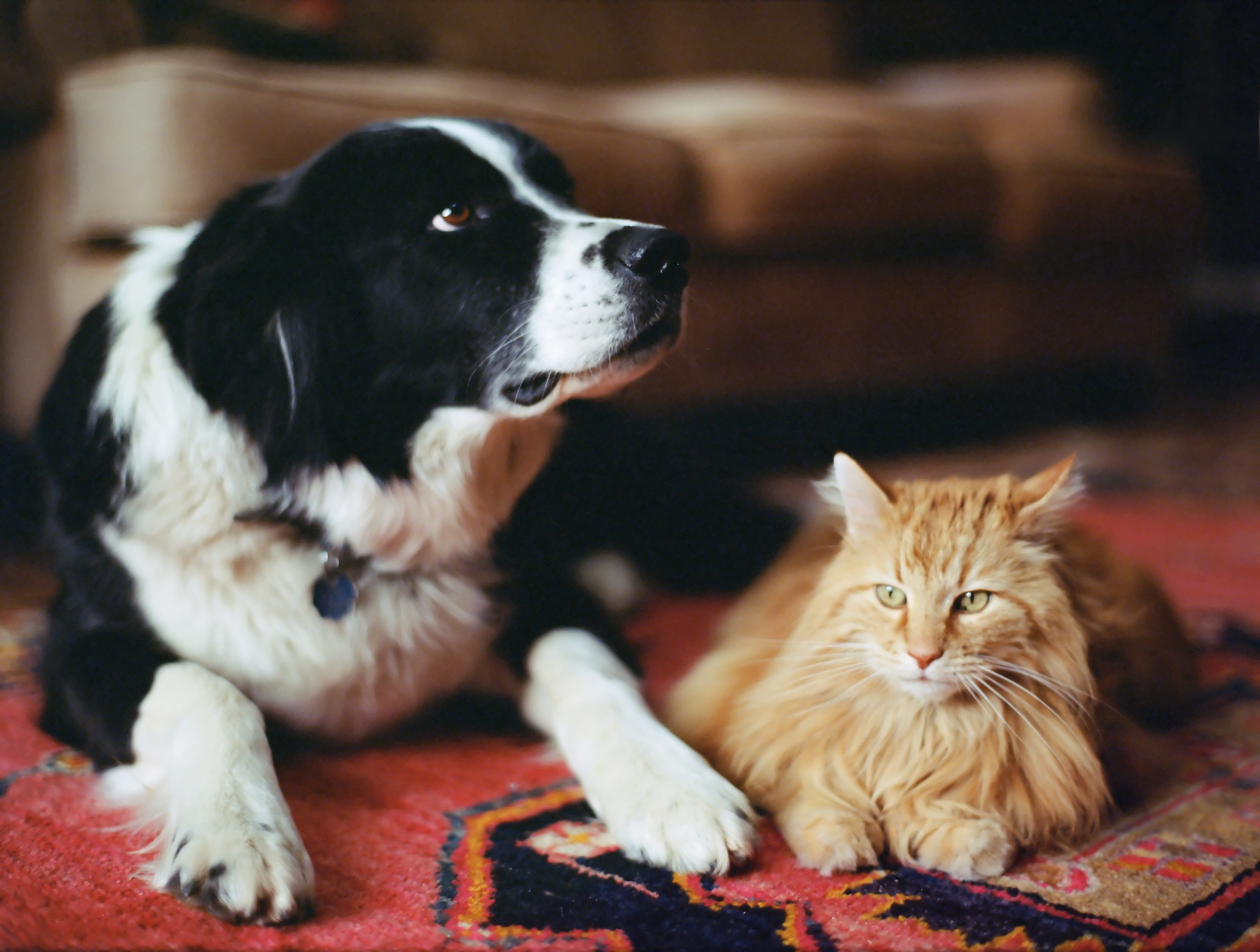 Cat friendly cheap spider repellent