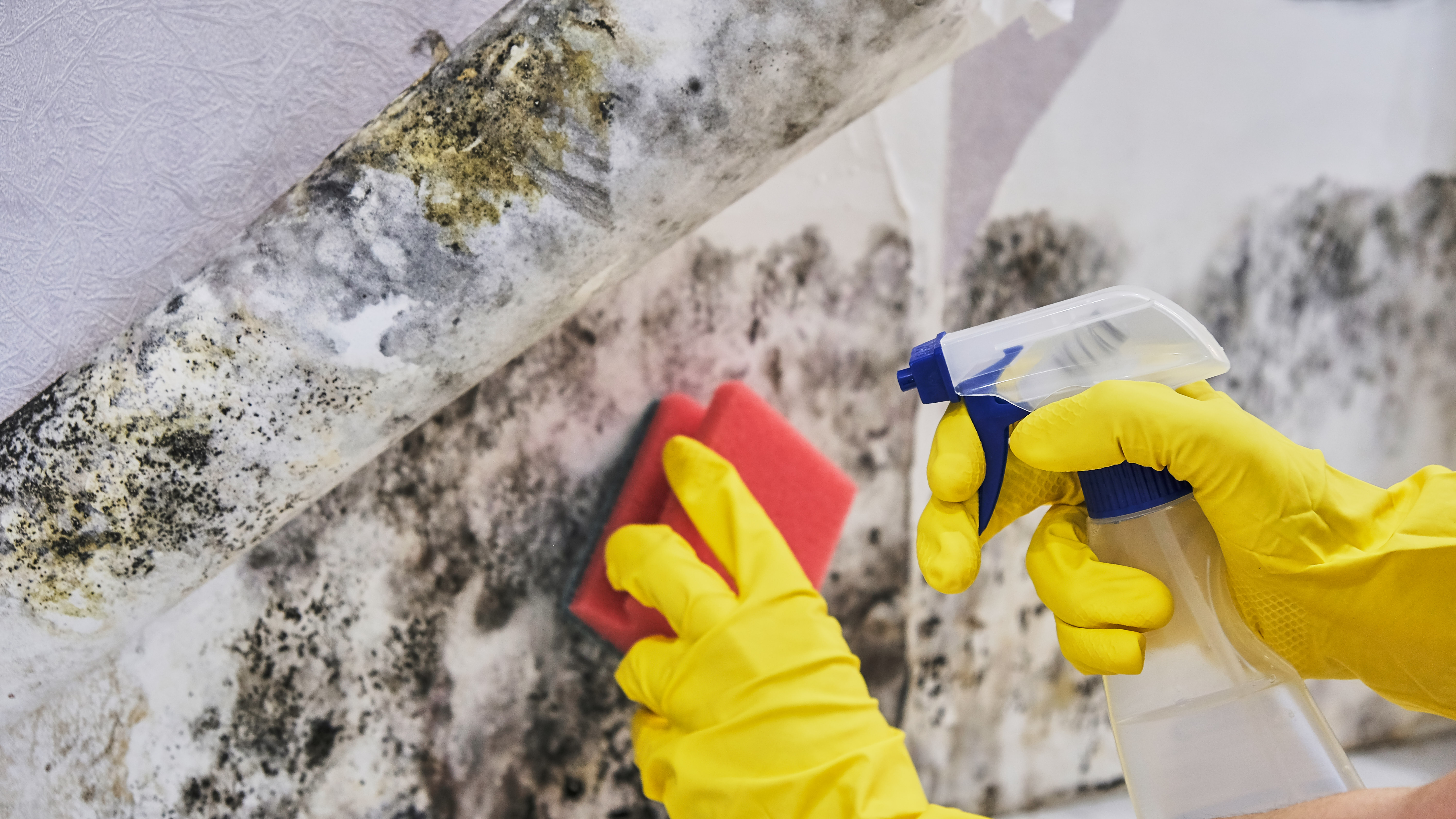 Professional Mold Testing Services: Tell Scams from Science - Environix