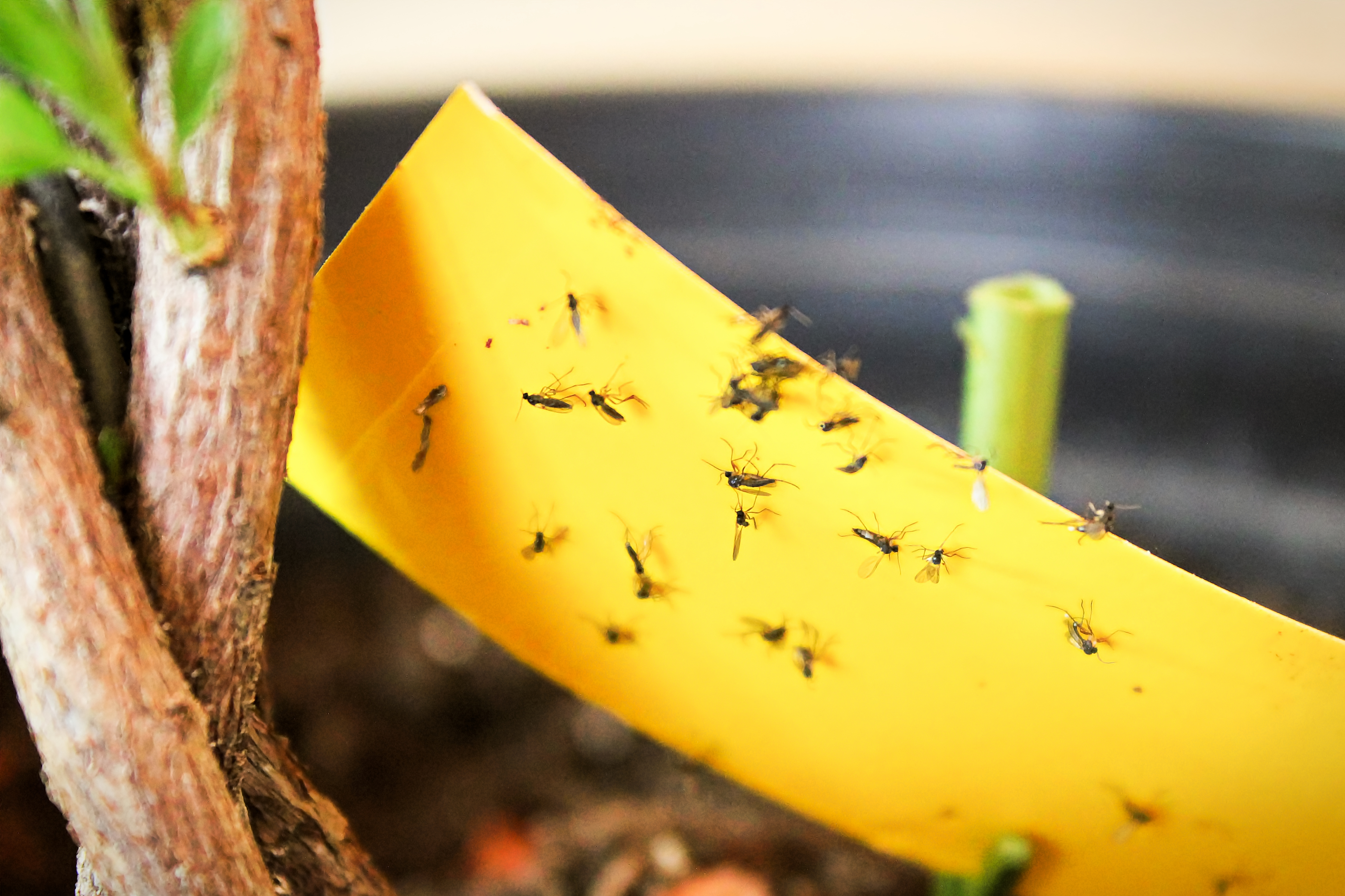How to make simple INSECT TRAP for your garden 