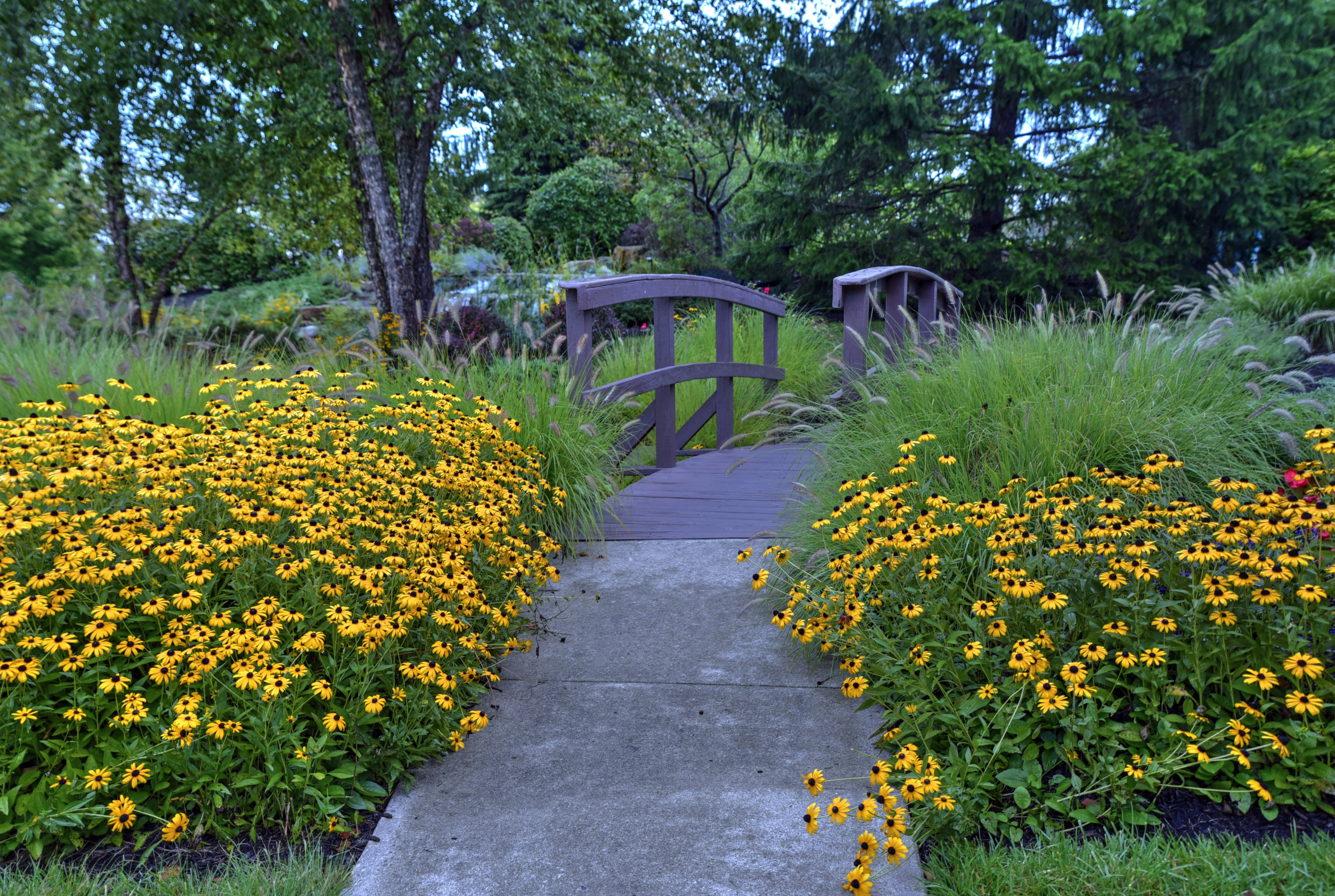 Is rudbeckia hot sale poisonous to dogs