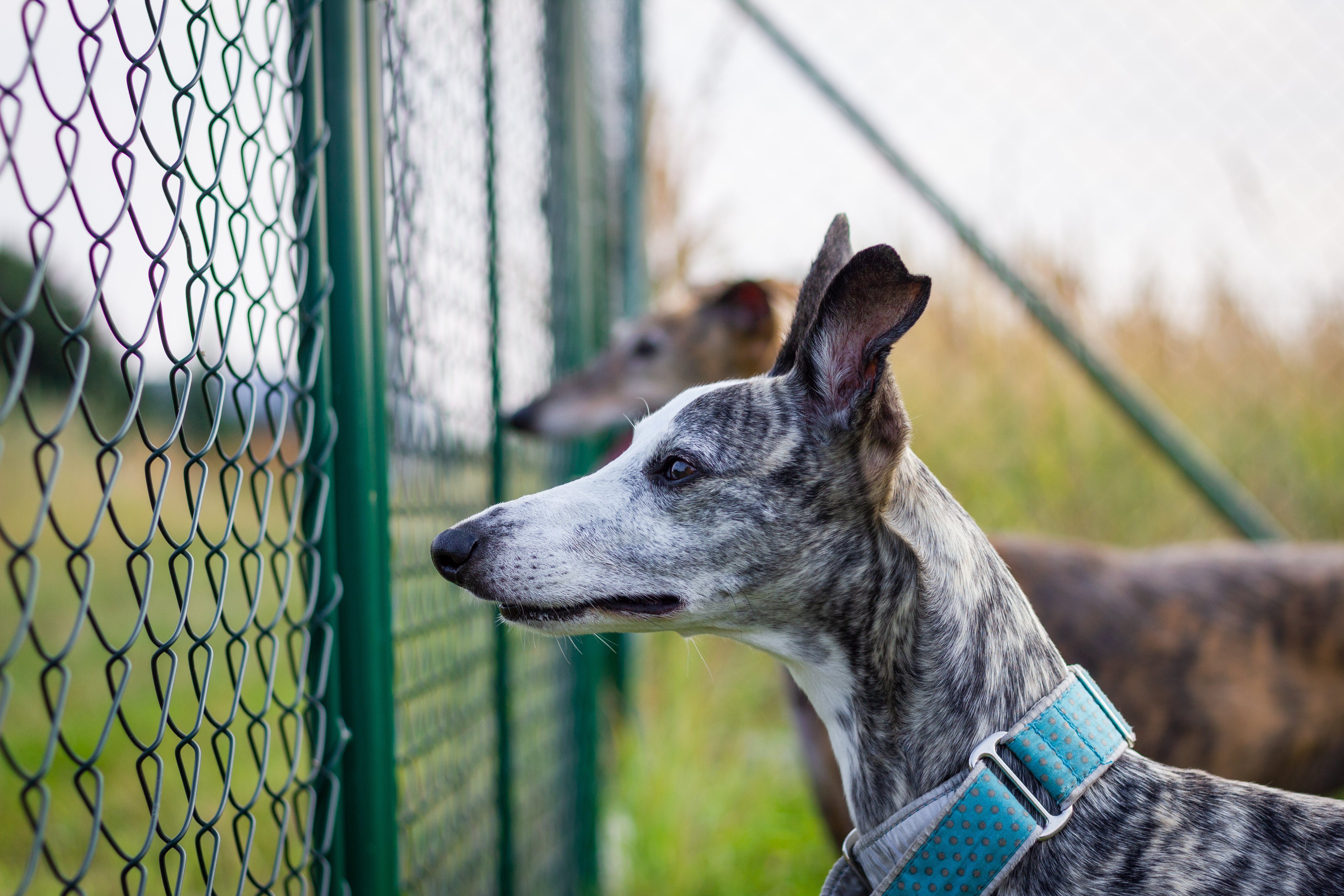 L shaped shop fence for dogs