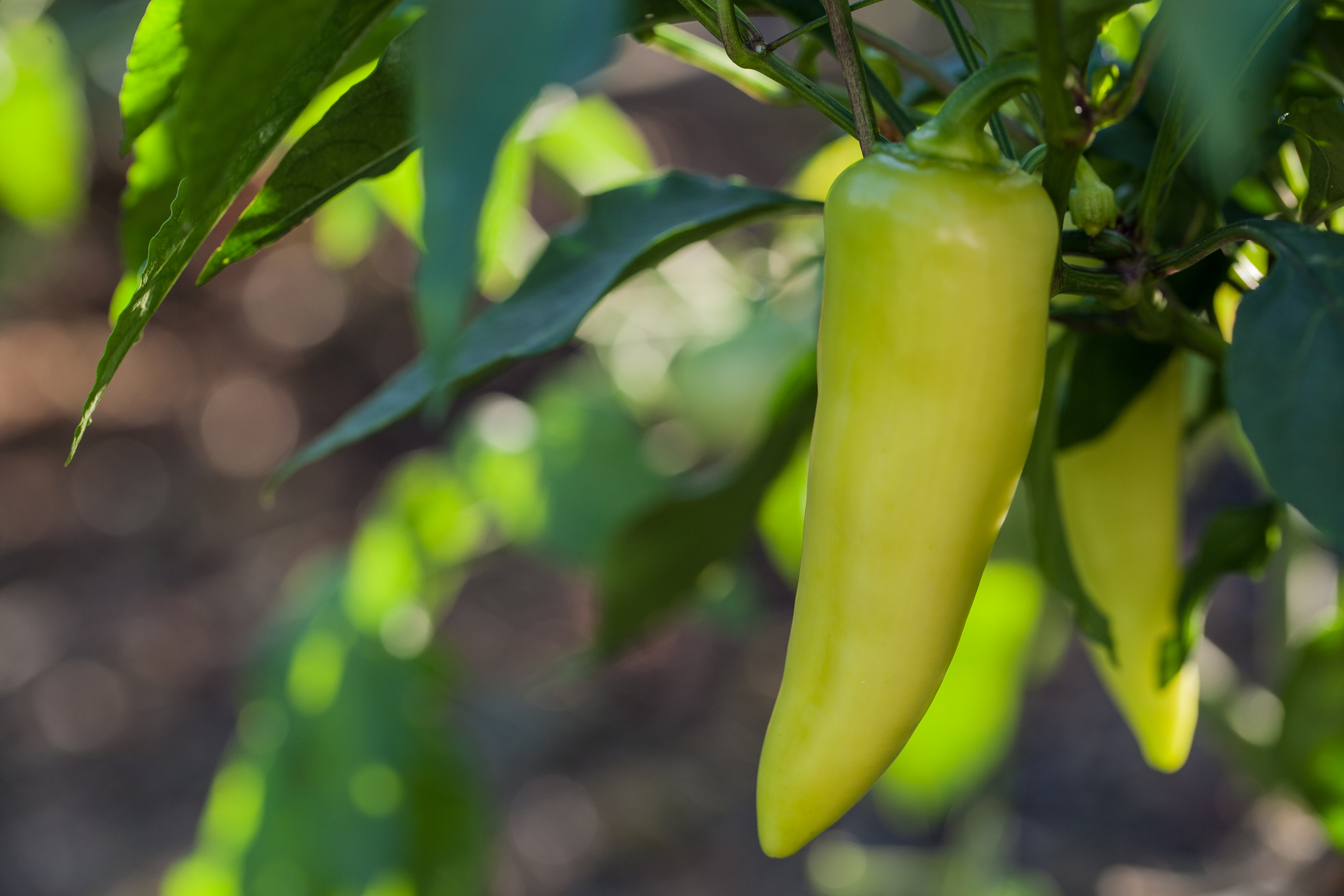 Hot deals banana peppers