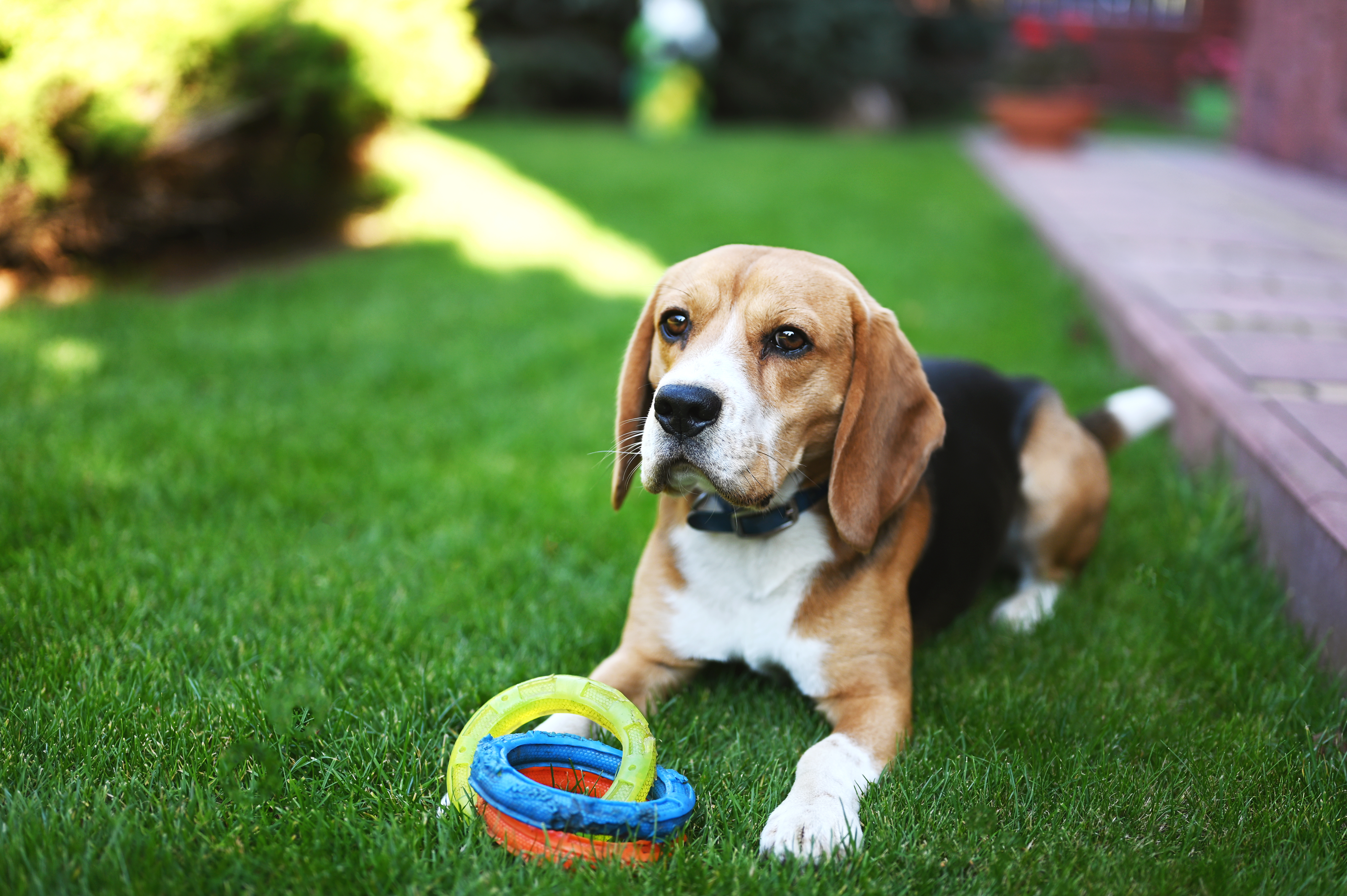 Homemade yard best sale odor eliminator