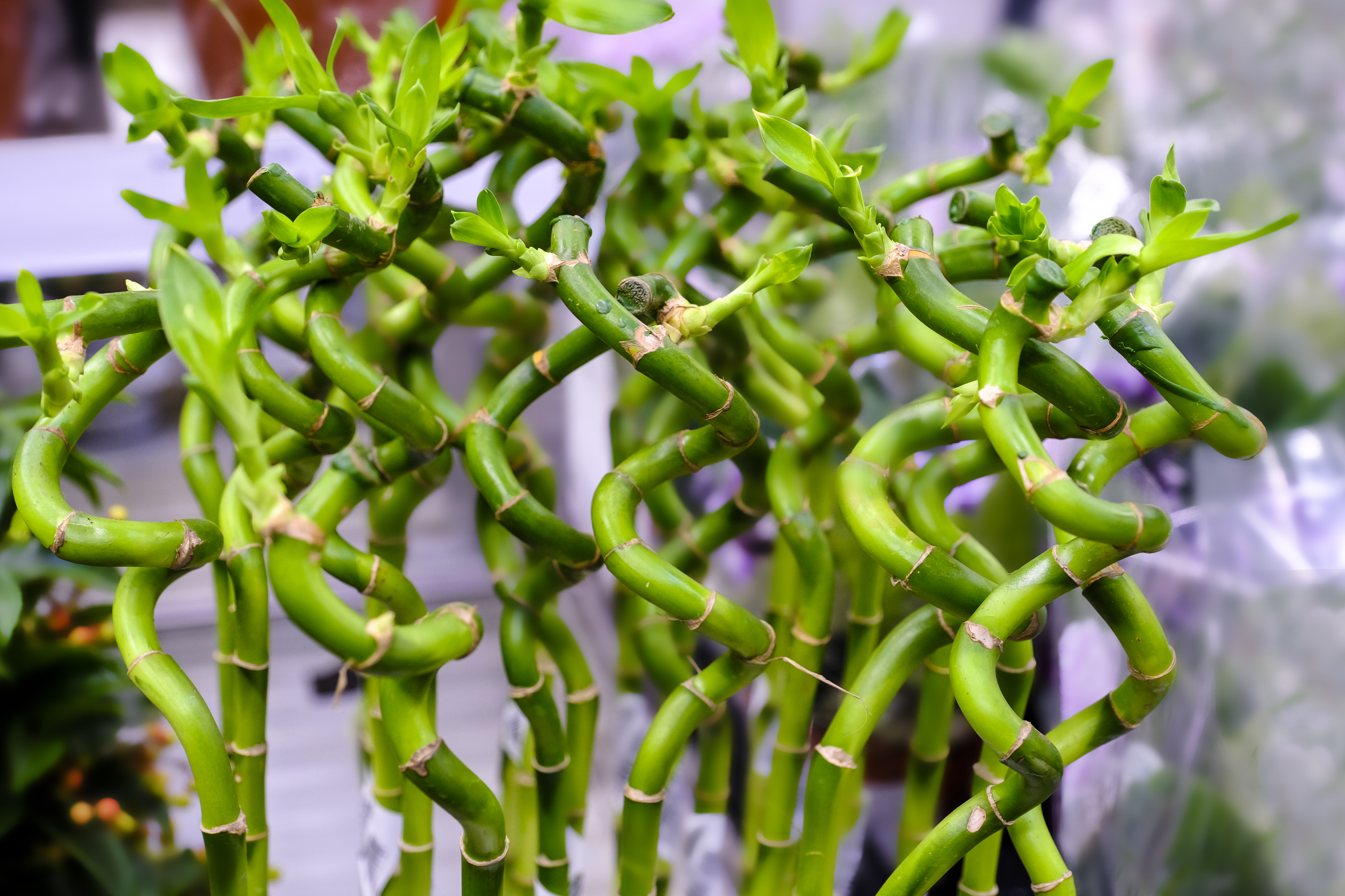 Is lucky bamboo cheap poisonous to dogs