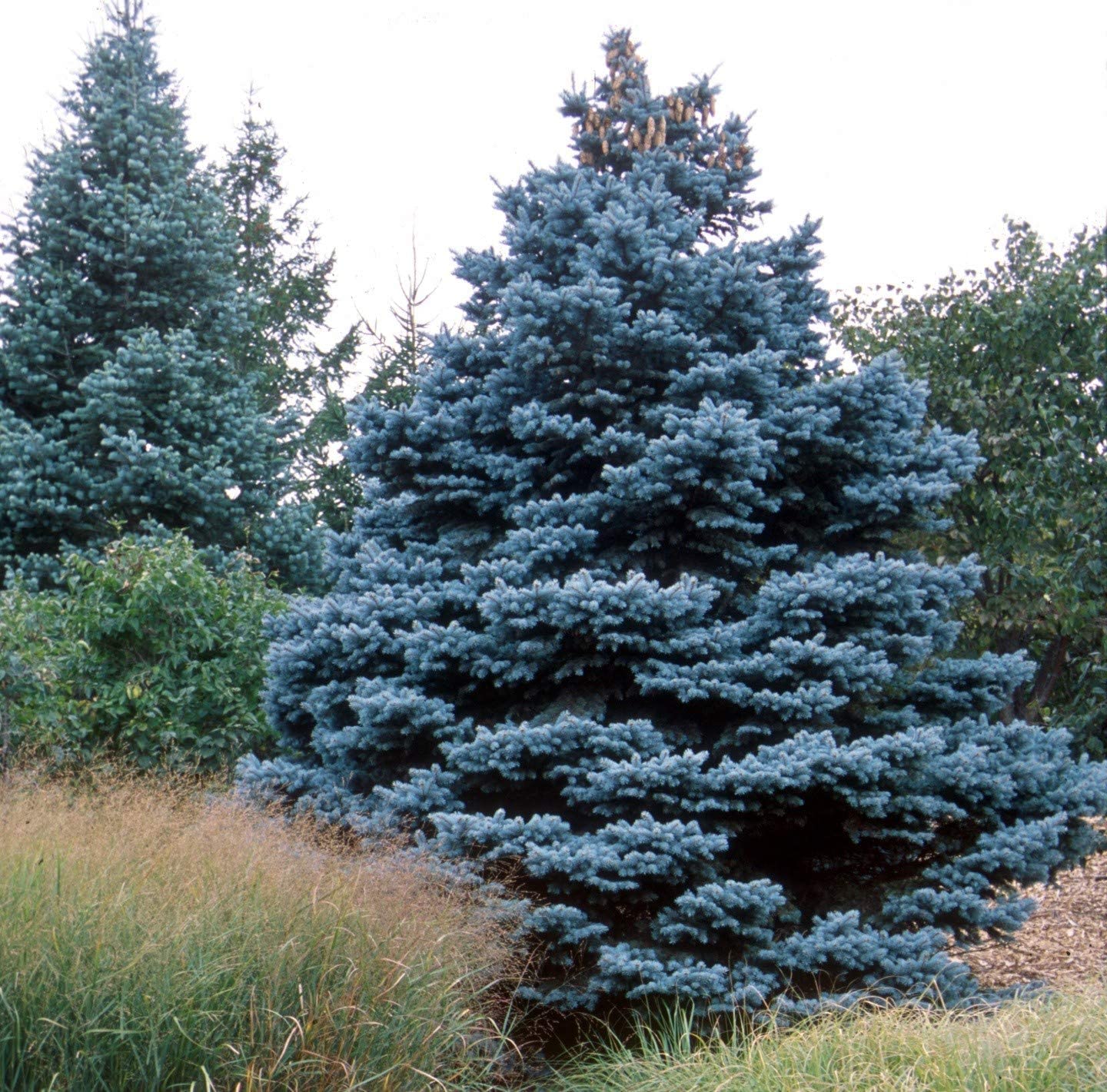 The Best Time to Trim a Blue Spruce