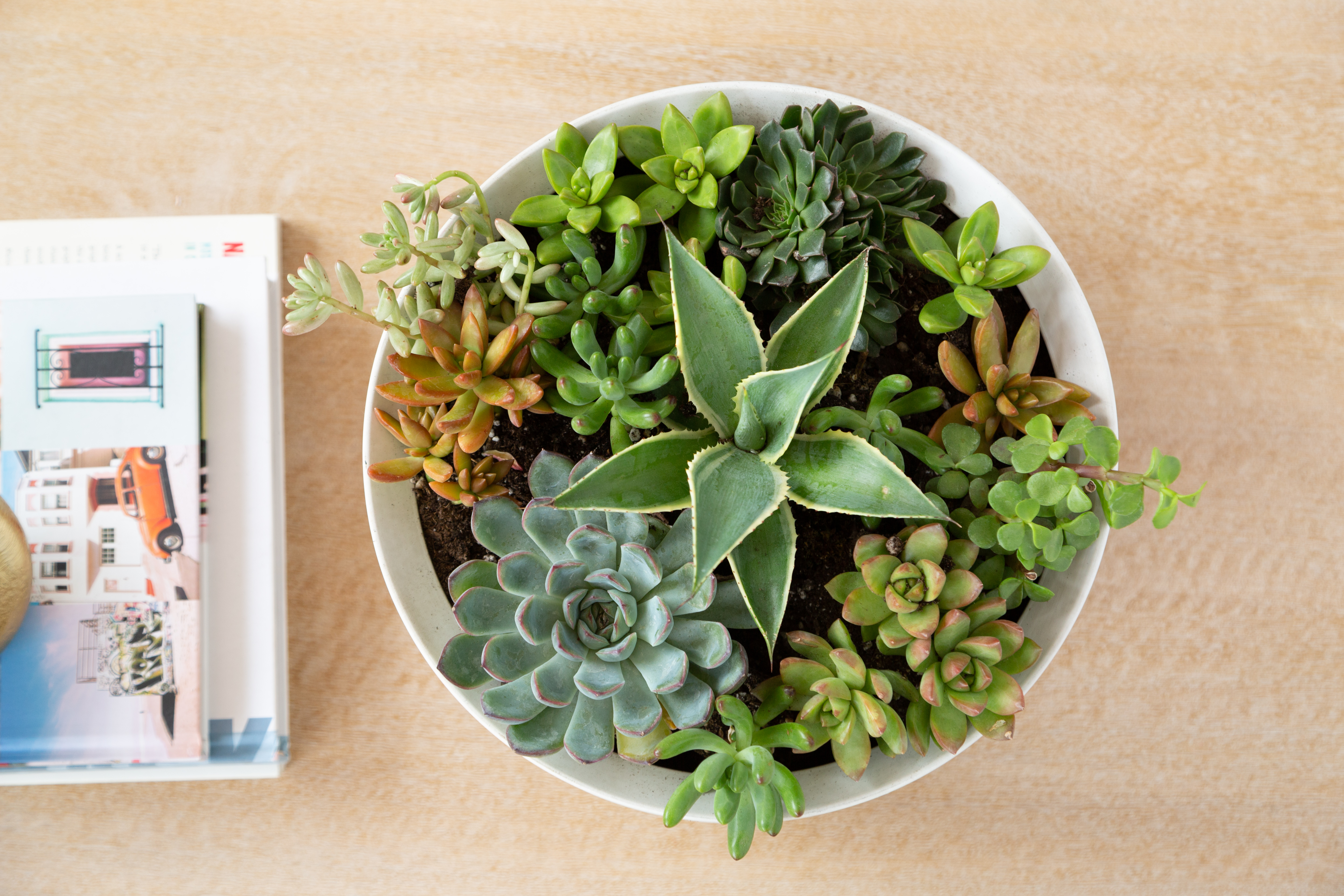 Simple Painted Pots for plants - Alice and Lois