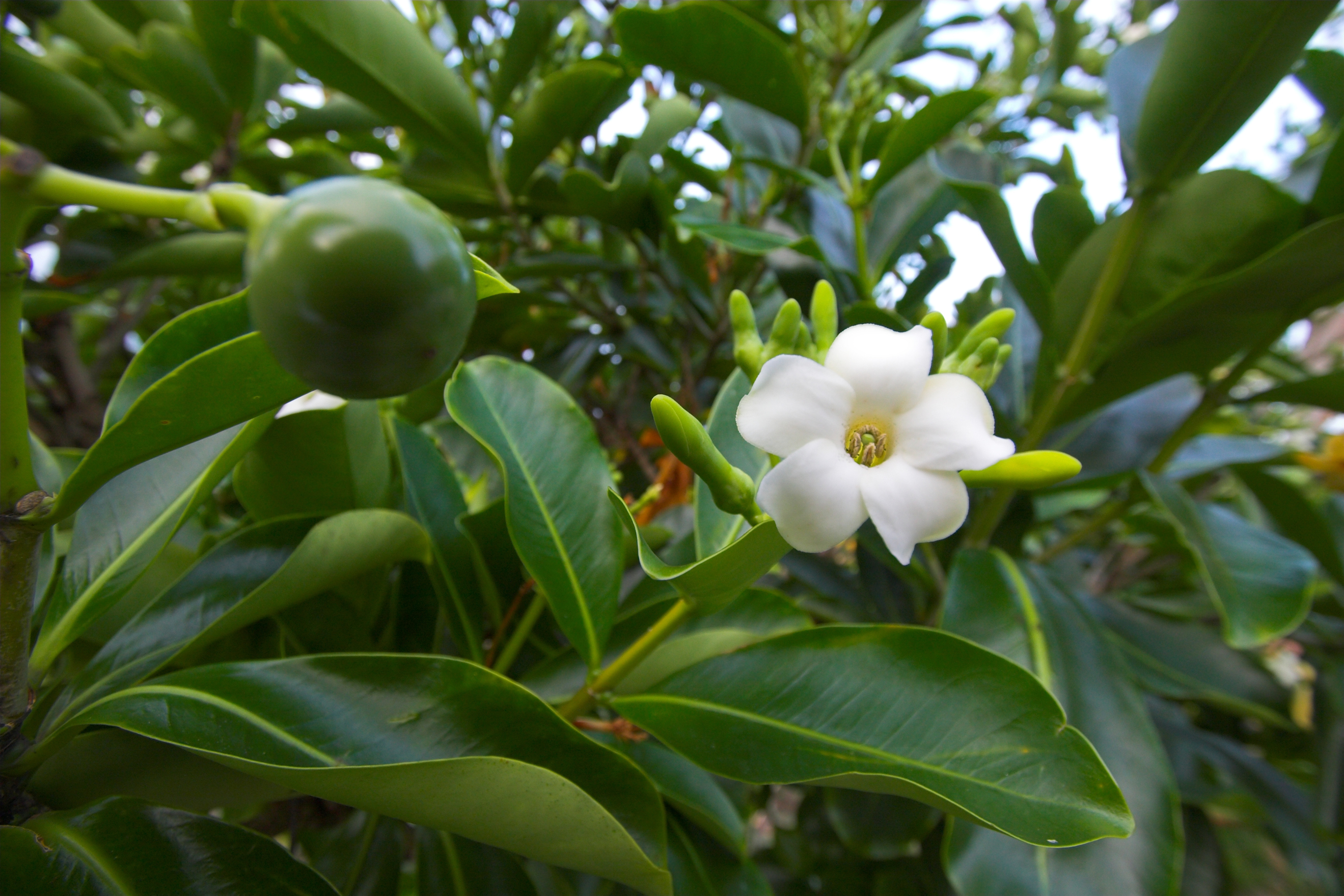 How to Propagate a Puakenikeni Tree From a Branch | Hunker