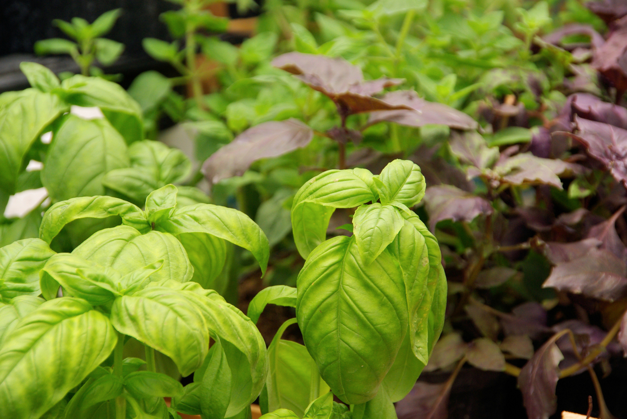 How Often Do I Water My Basil Plants in a Planter Hunker