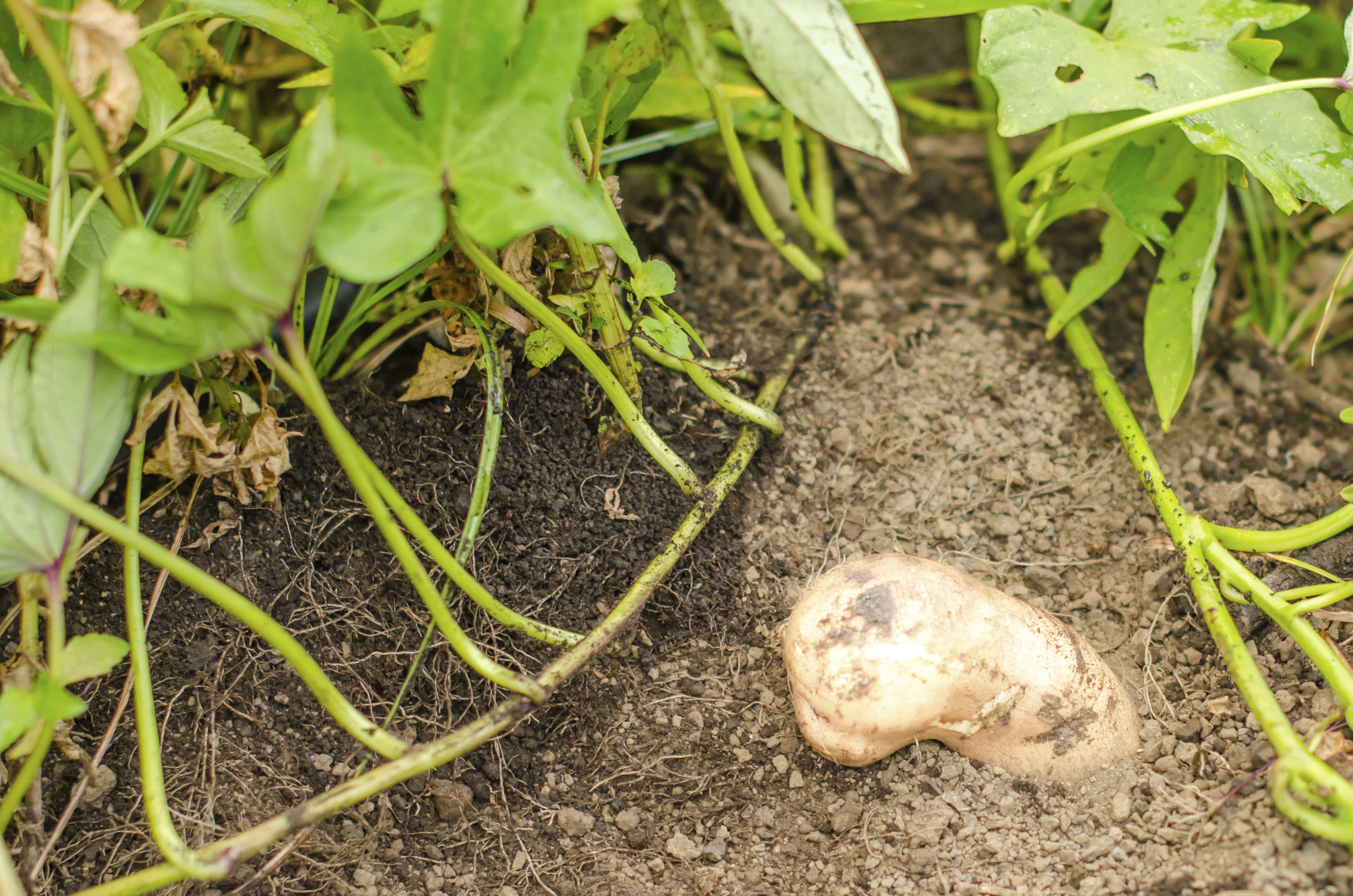 Are potatoes poisonous to sales dogs