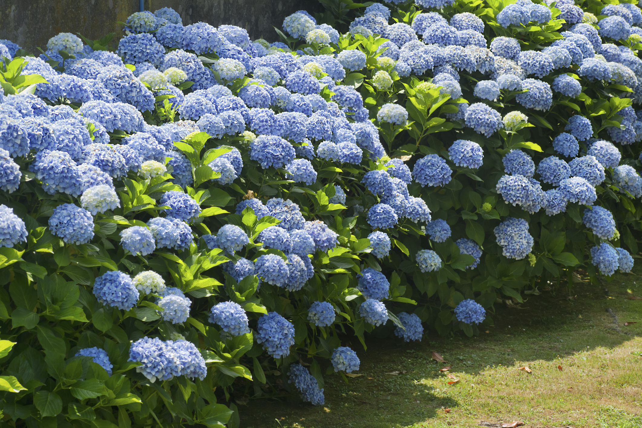 Hydrangea wilting store