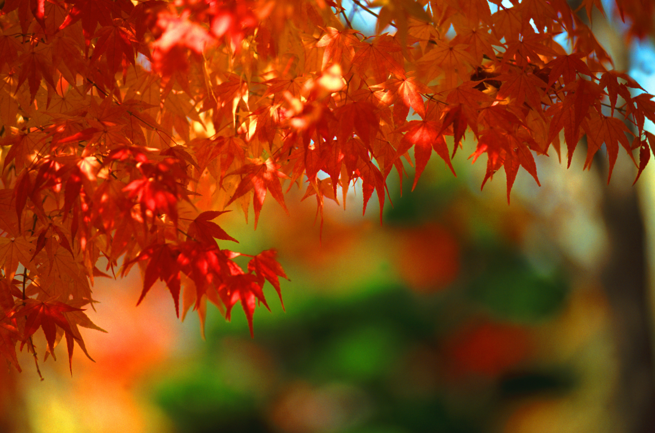 Why autumn leaves turn red