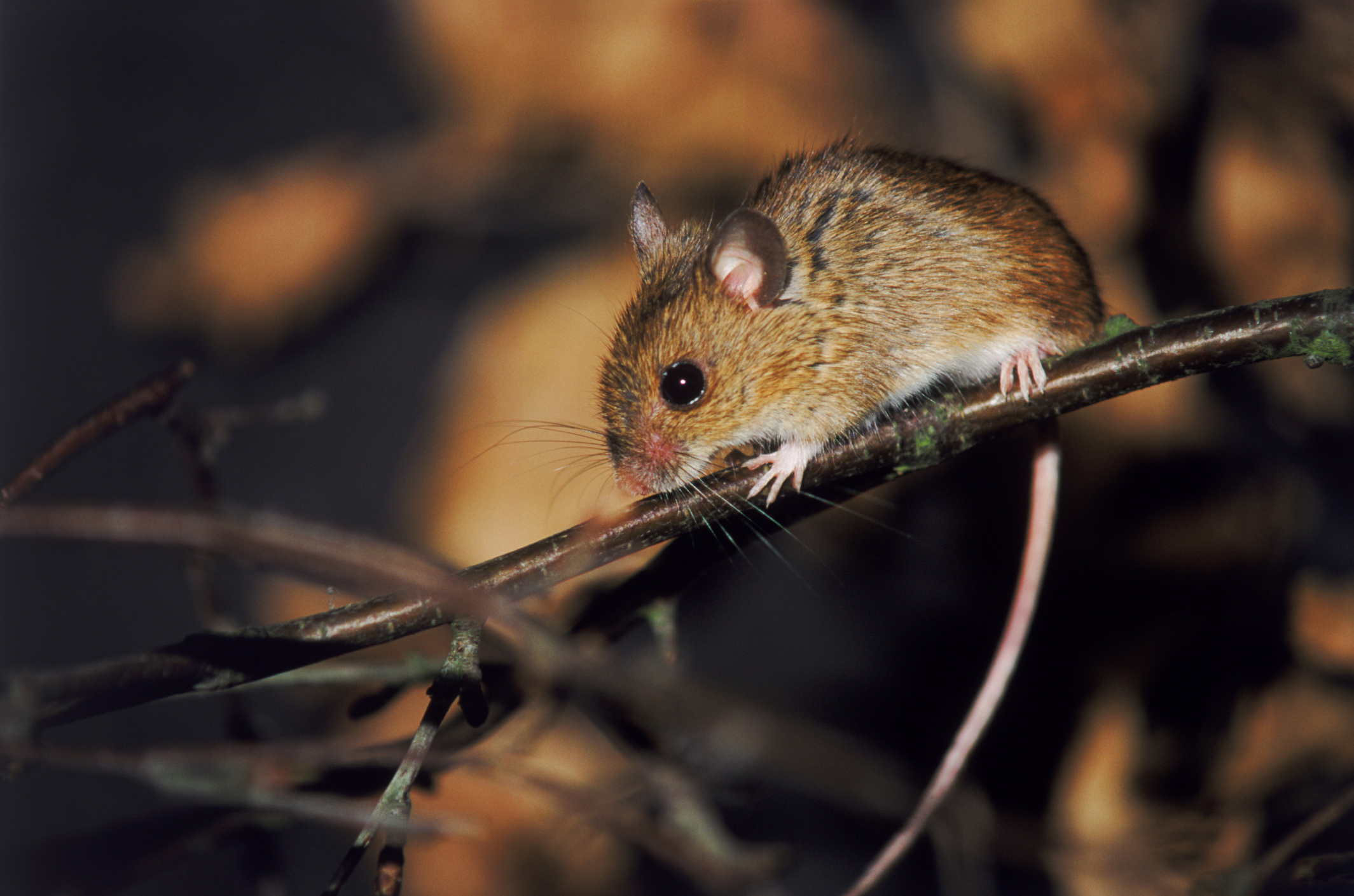 Do Mothballs Keep Mice Away?