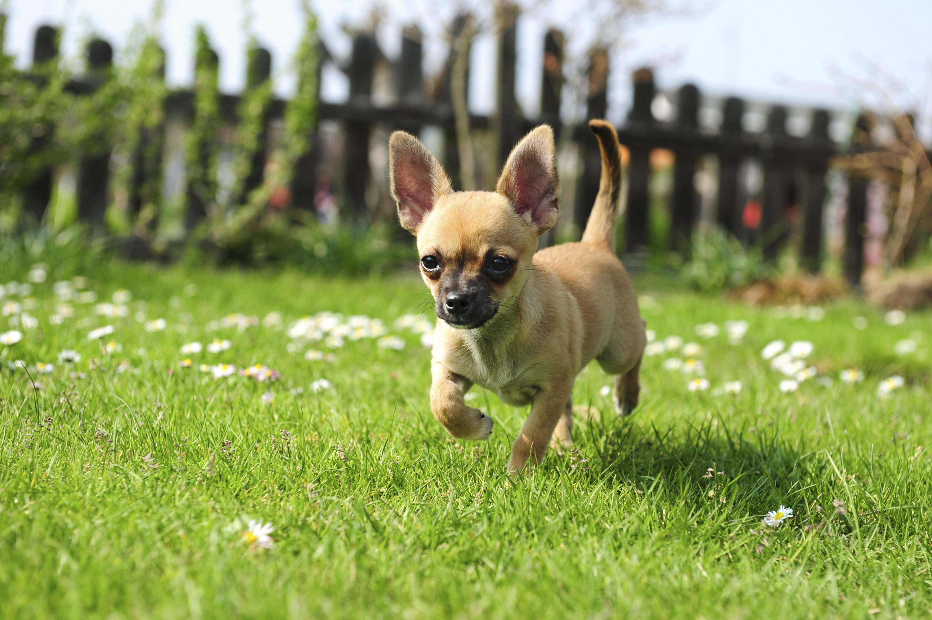 Is creeping jenny hot sale toxic to dogs