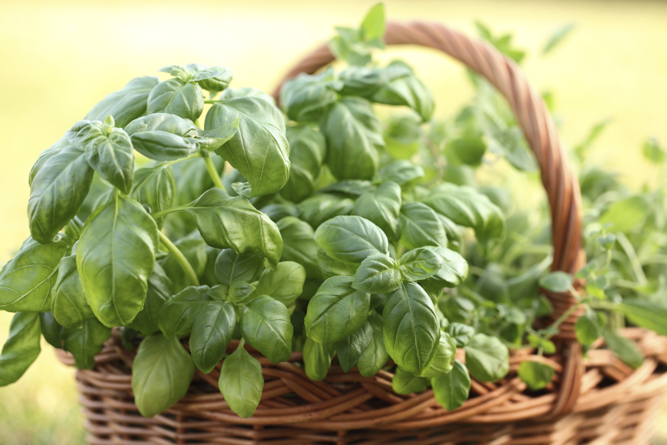 Minimum Temperatures for Basil Plants Hunker