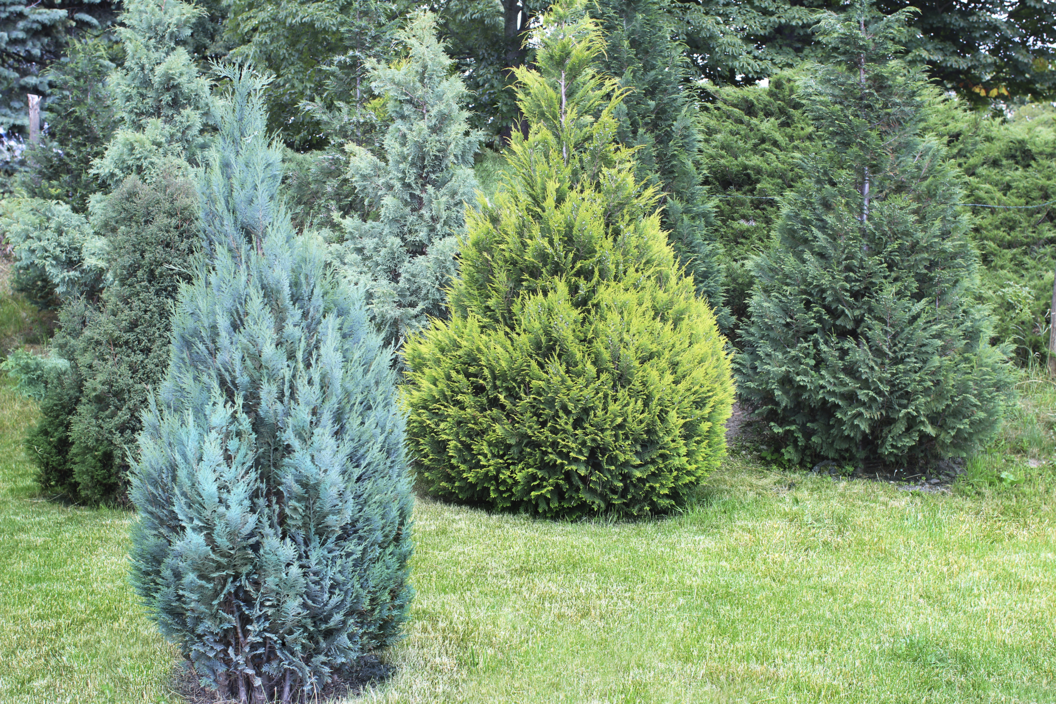 juniperus chinensis robusta green