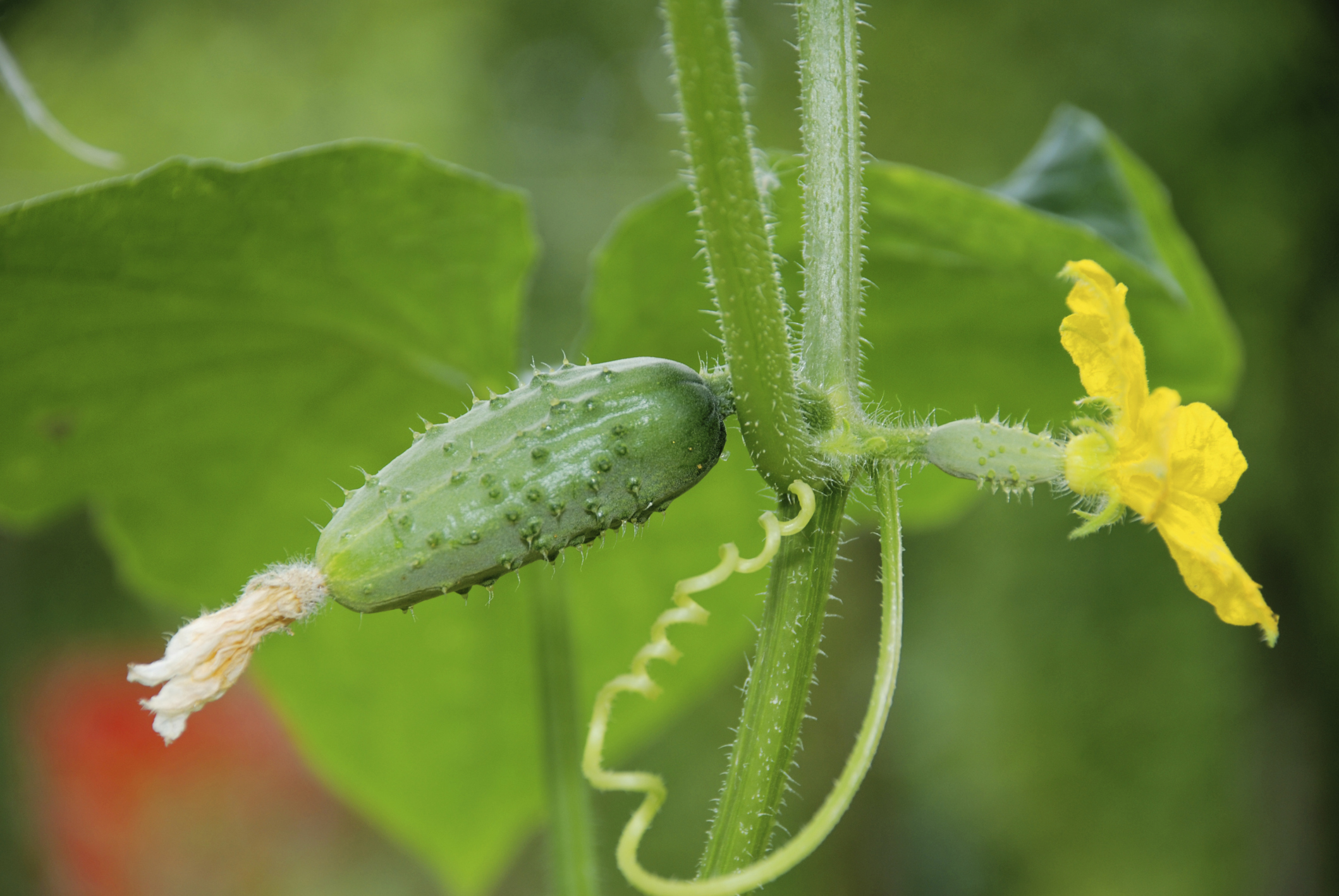 26+ Cucumber Plants Turning Yellow