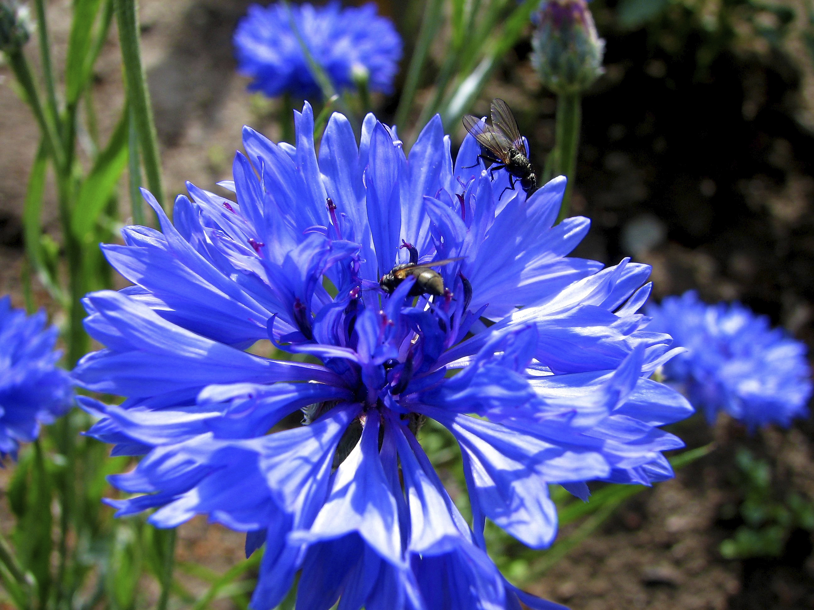 blue flower close up