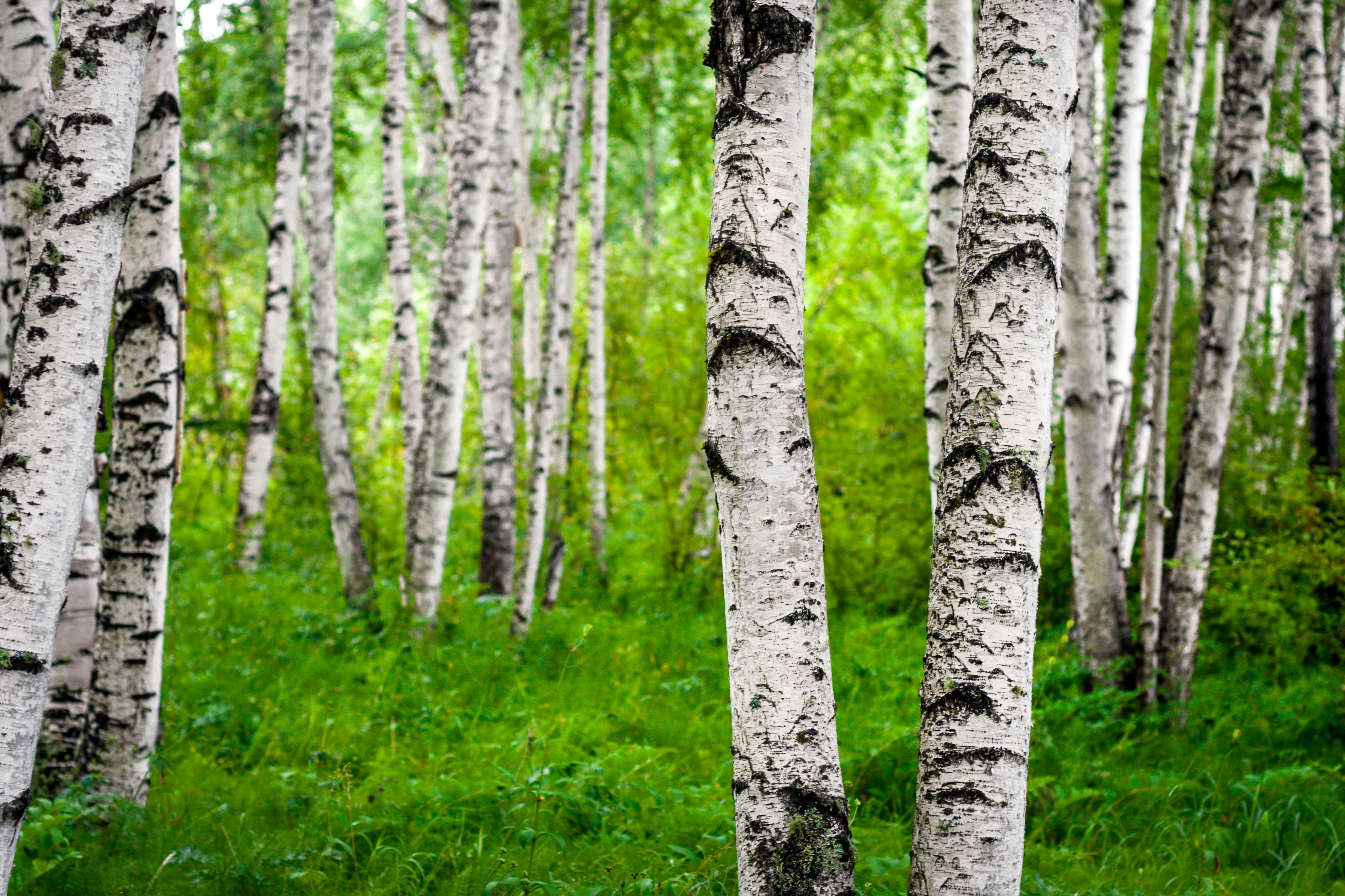 The Pros and Cons of Birch Wood