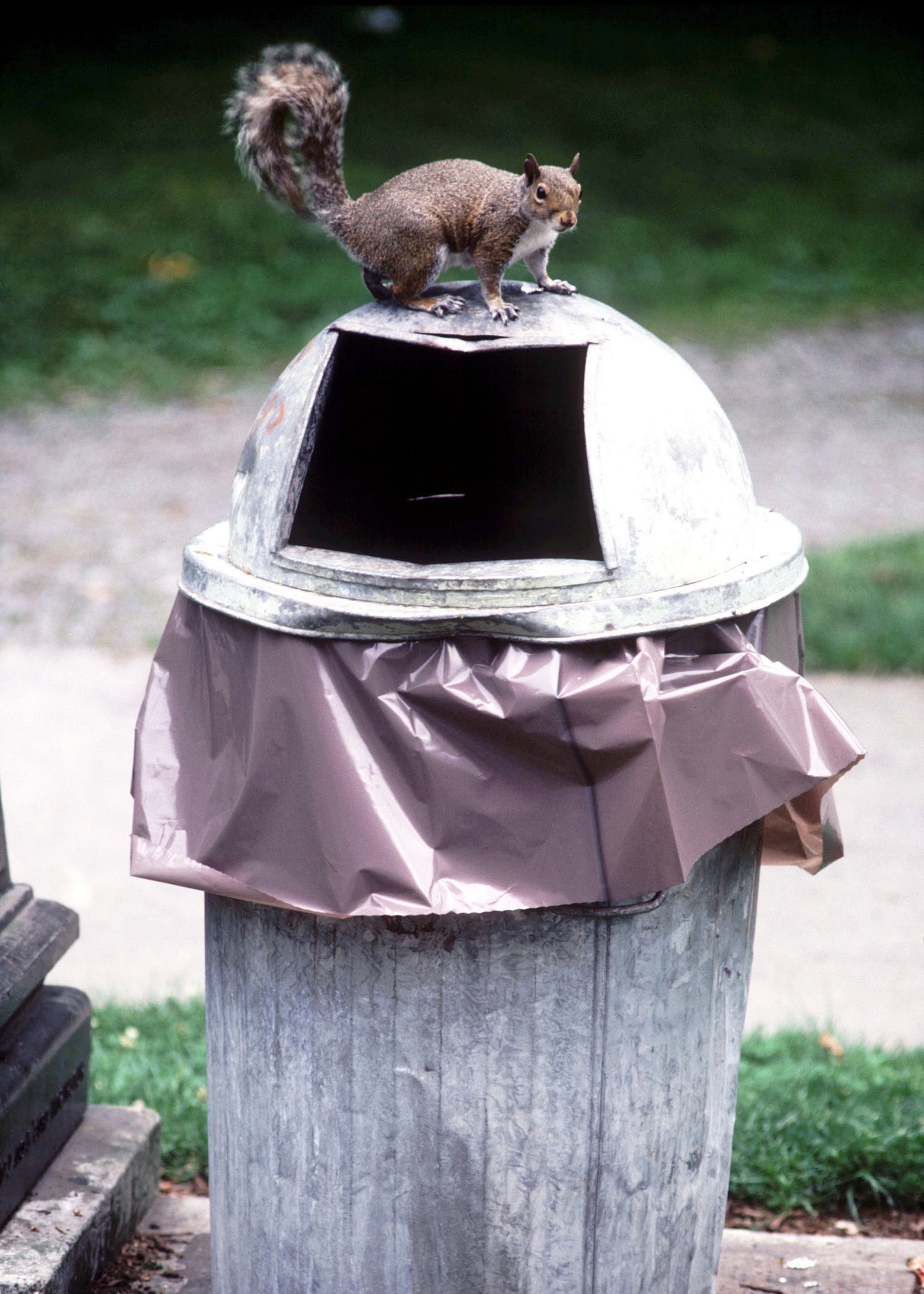 The Best  Minty trash bags repel critters