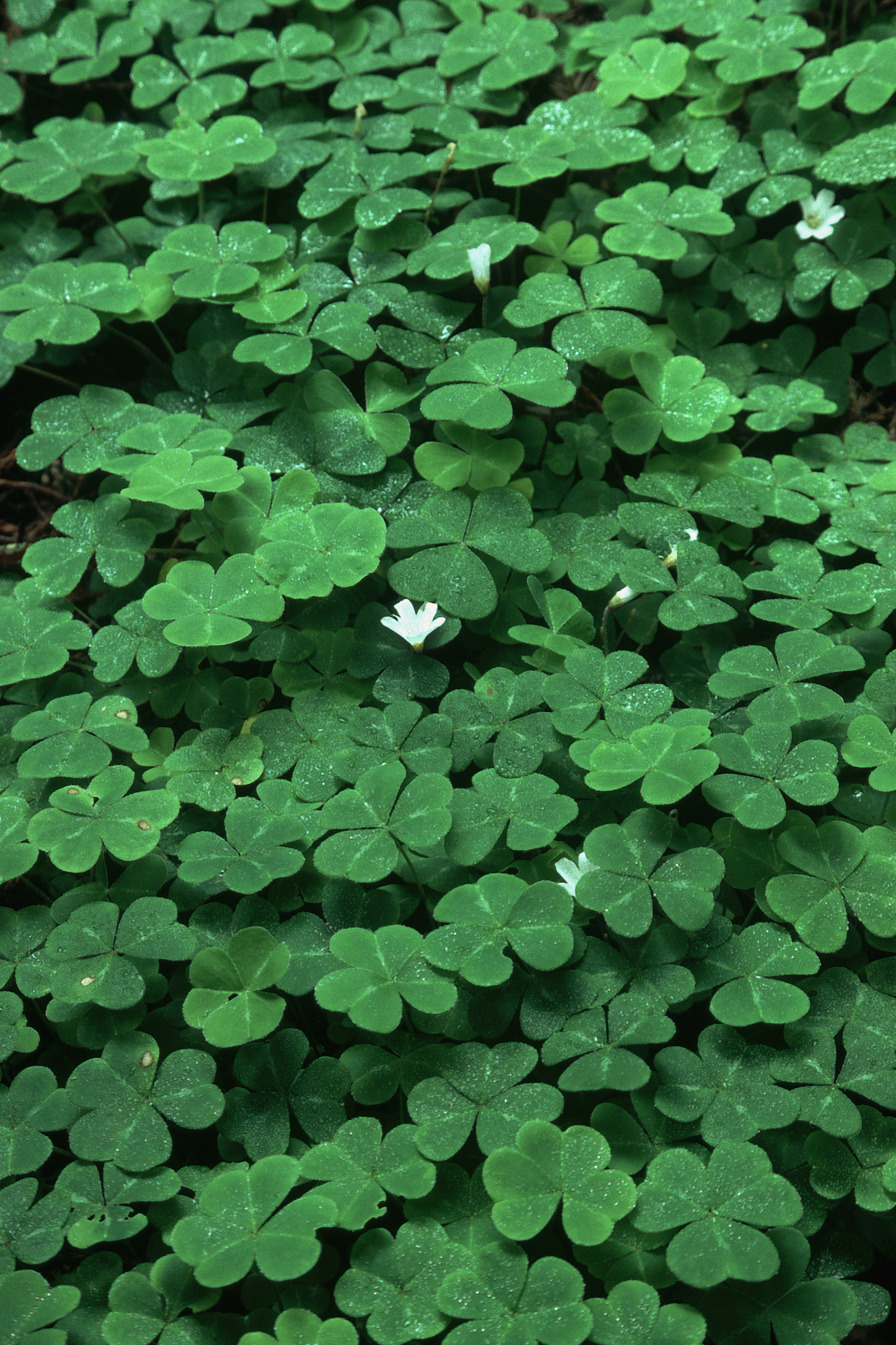 The Best Type of Clover to Plant in Shade | Hunker