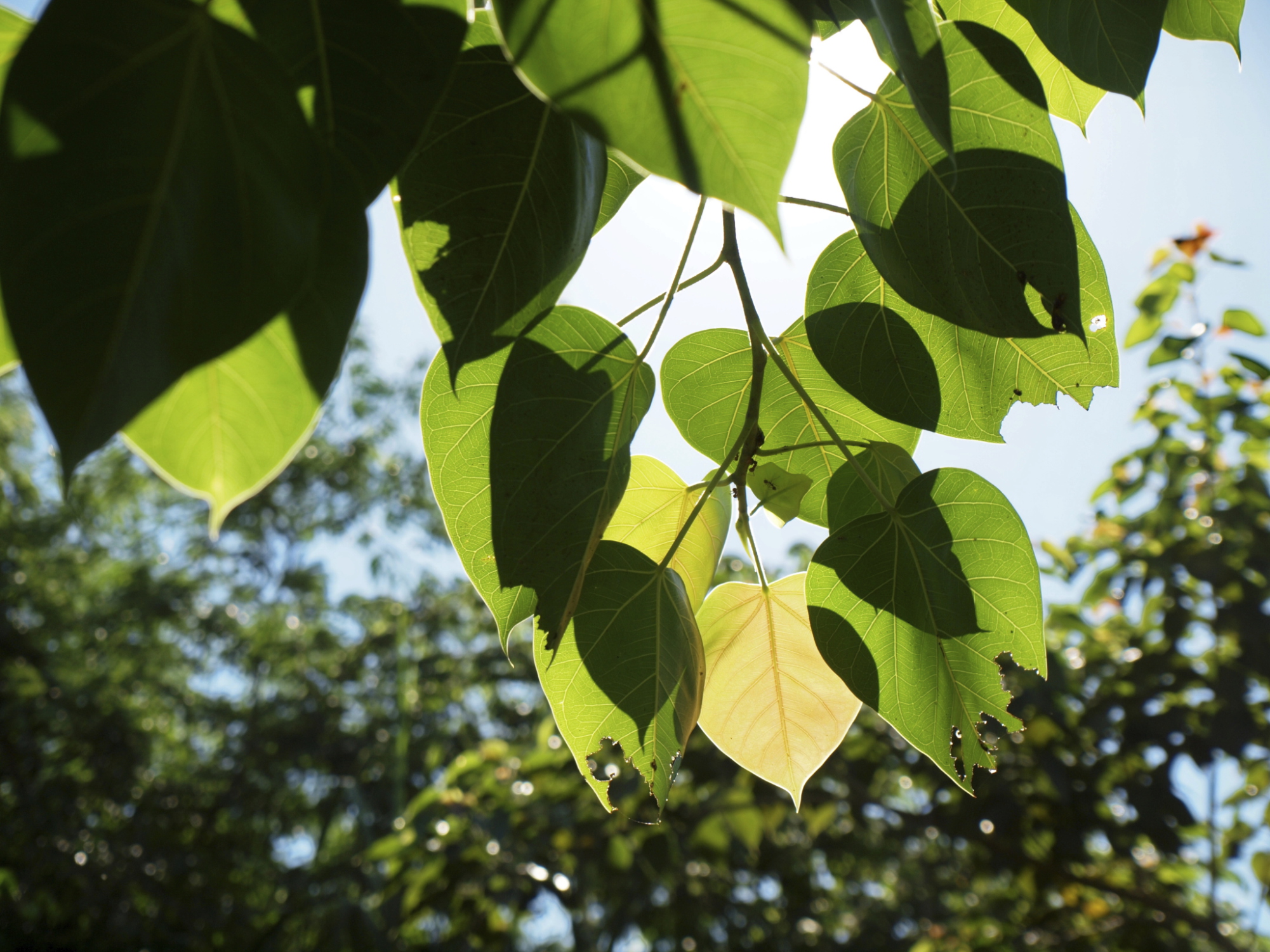 peepal tree leaves