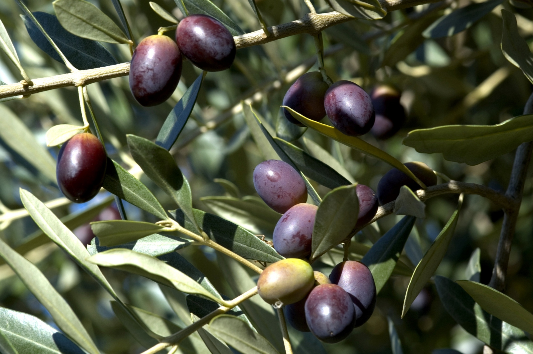 Are olives 2025 poisonous to dogs