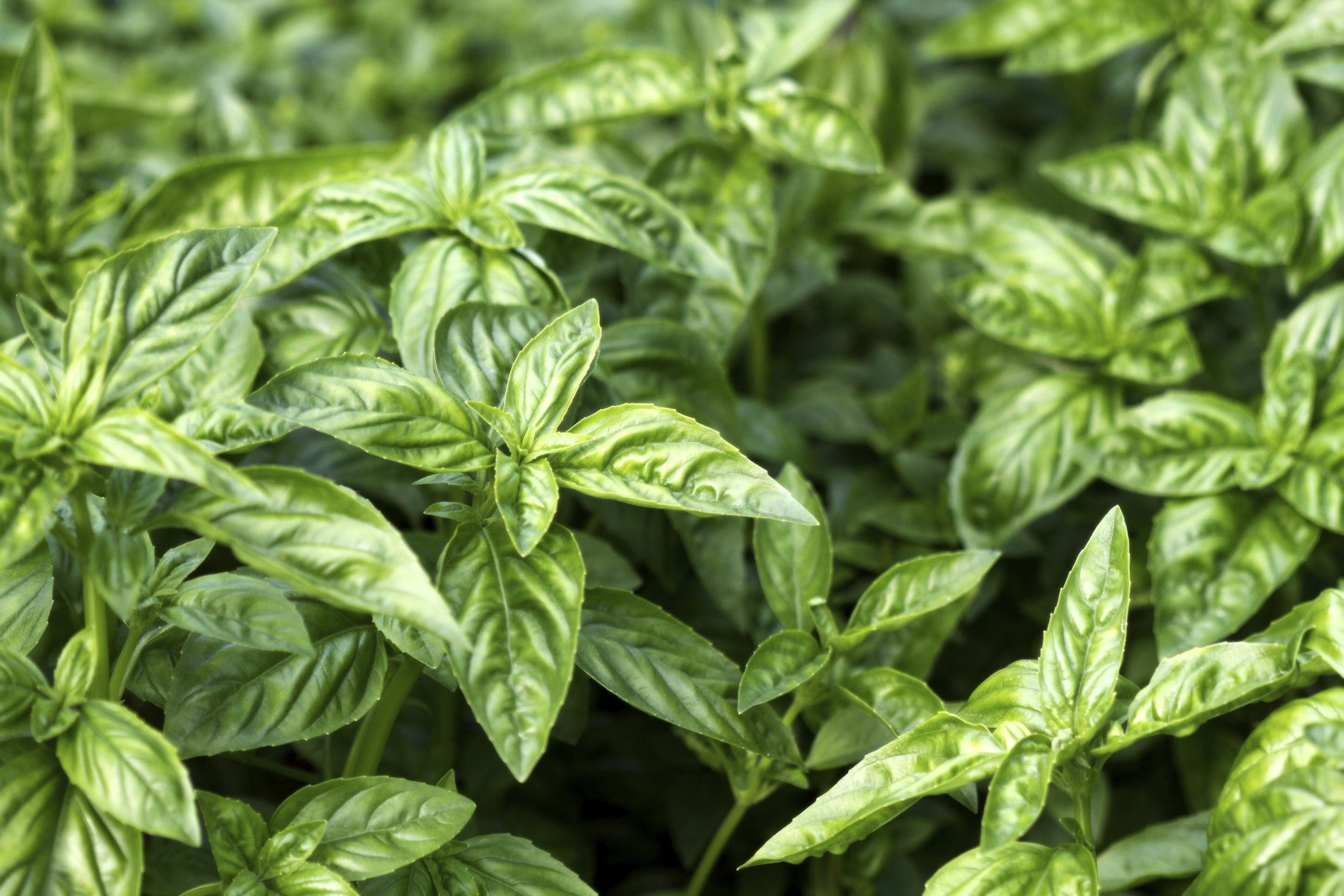 My Basil Plant Is Turning Yellow Hunker