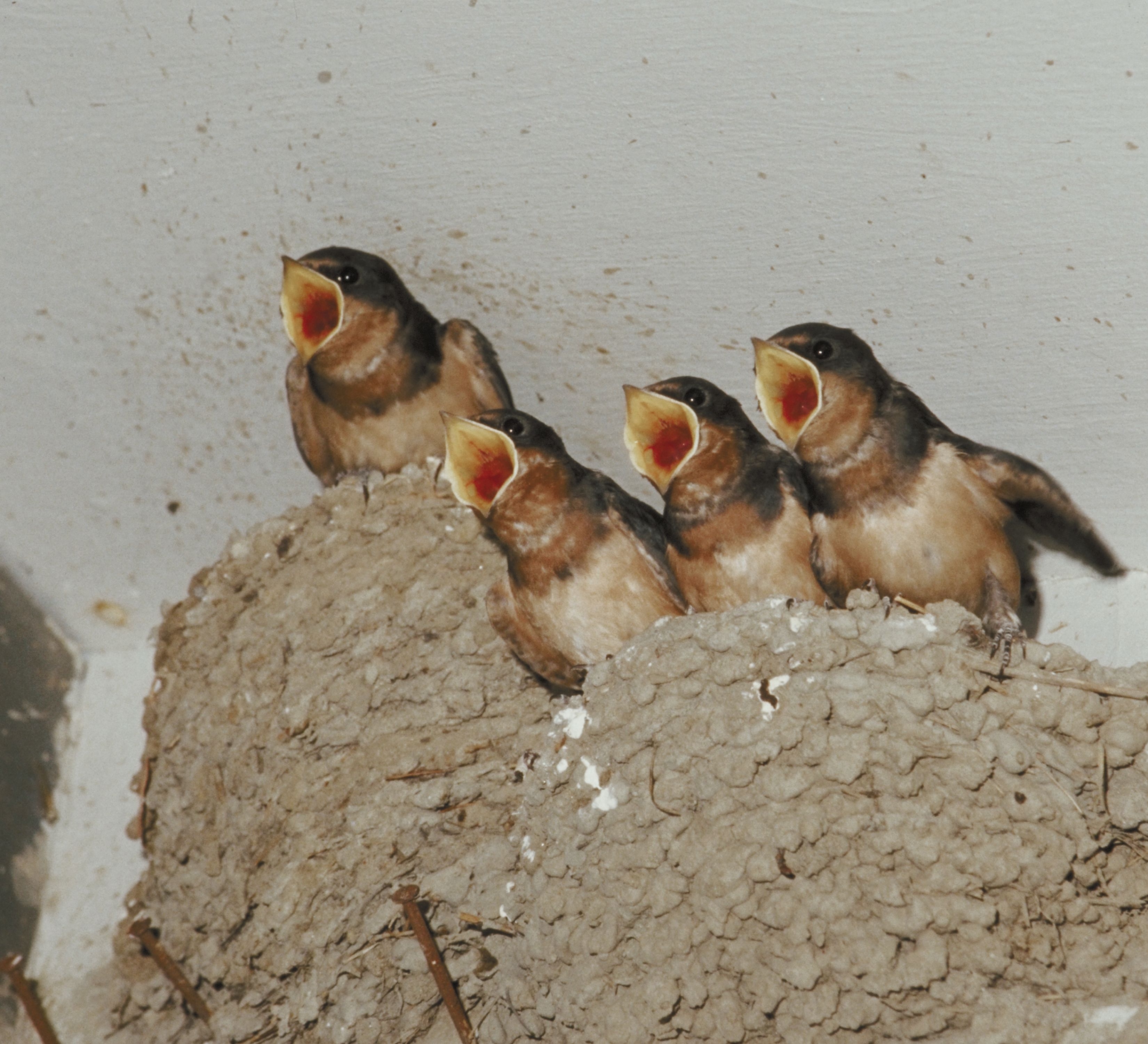 How to Get Rid of Nesting Swallows