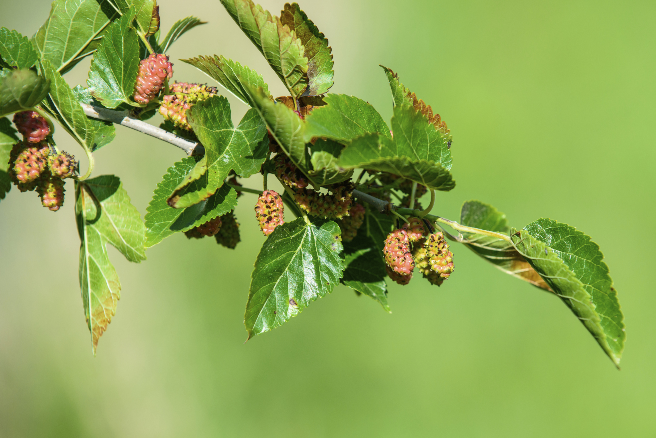 How to Tell If a Mulberry Tree Is Male or Female