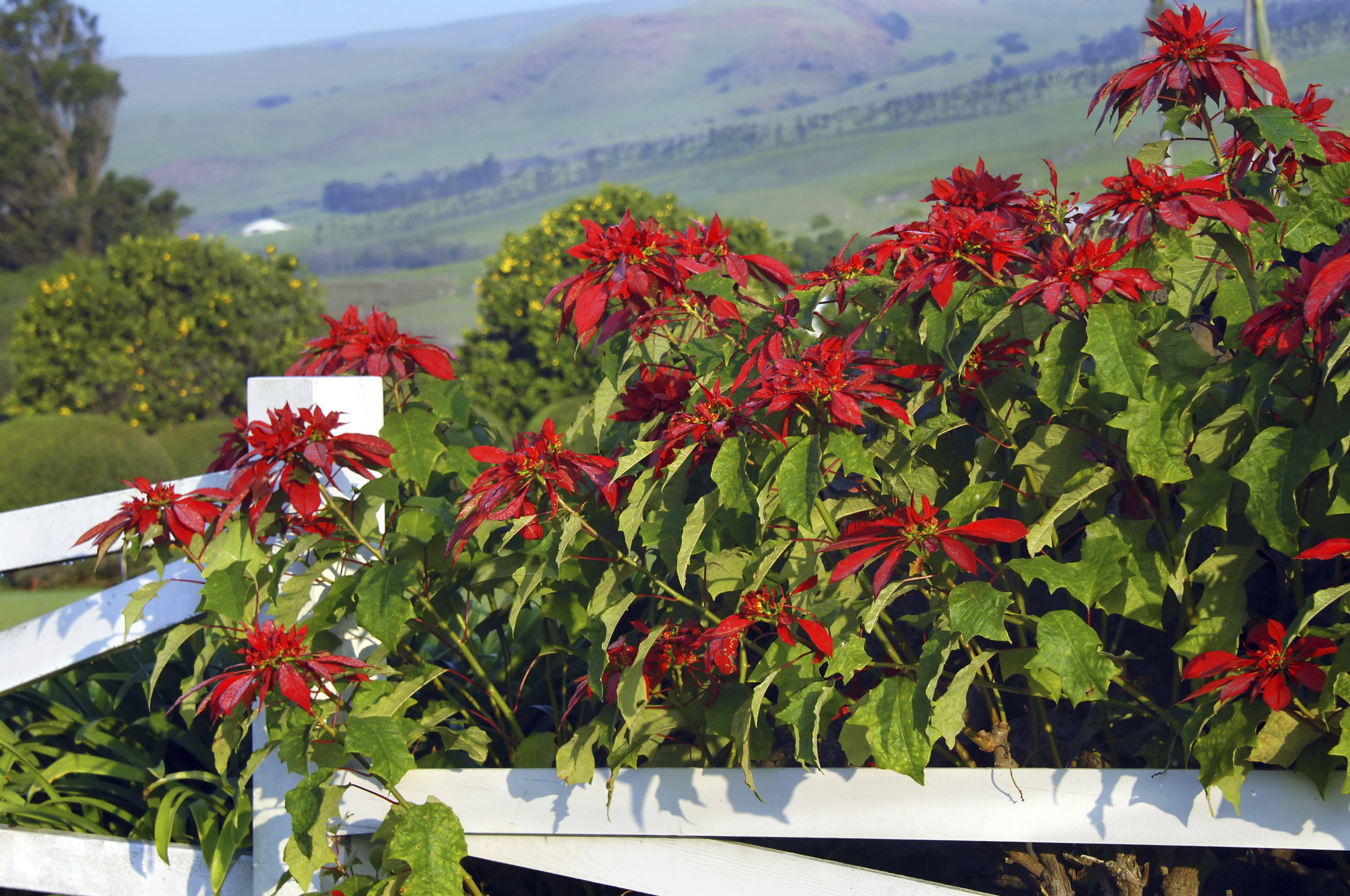 Transplanting a store poinsettia