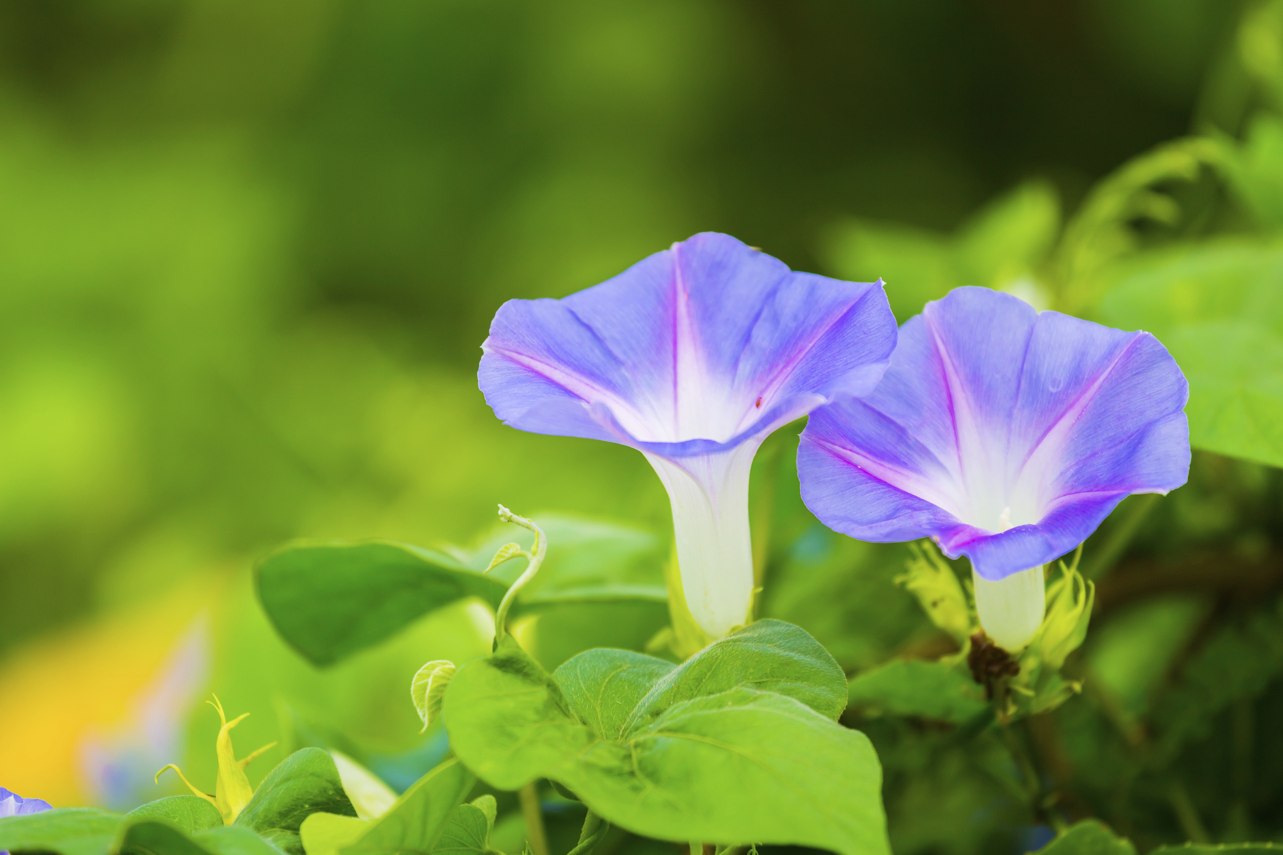 Flowers That Bloom in the Morning