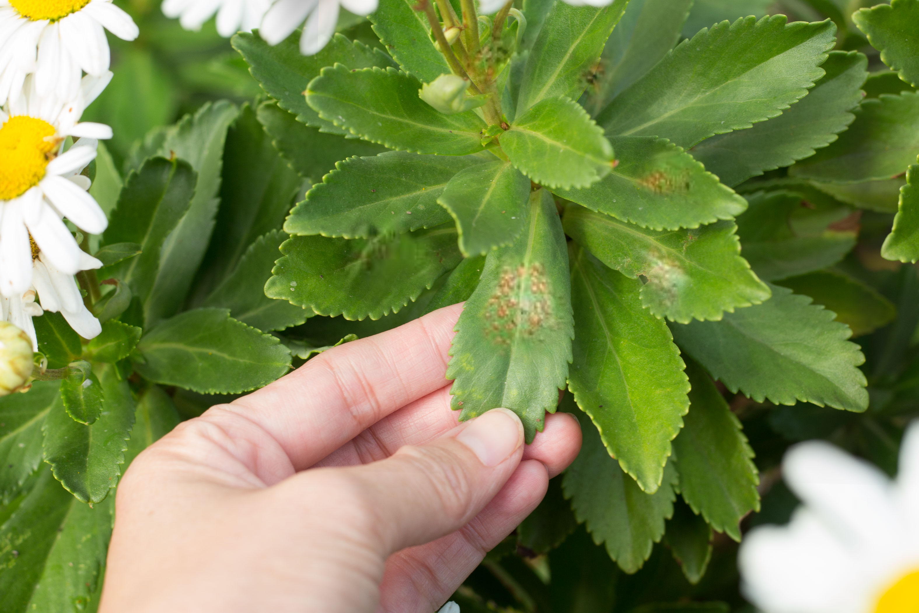 How to Grow and Care for Montauk Daisies, Also Known as Nippon Daisies