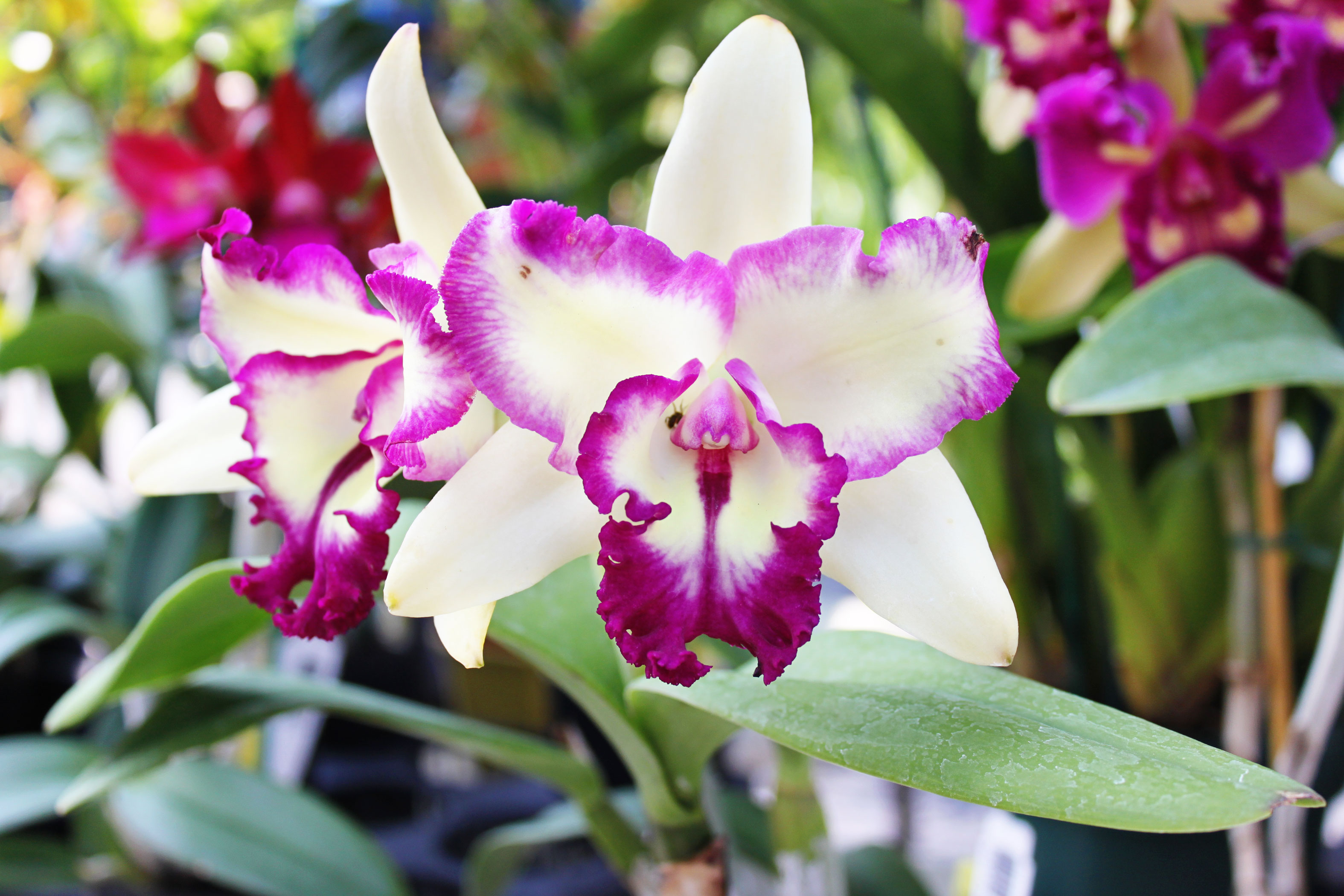 Best natural fertilizer for orchids
