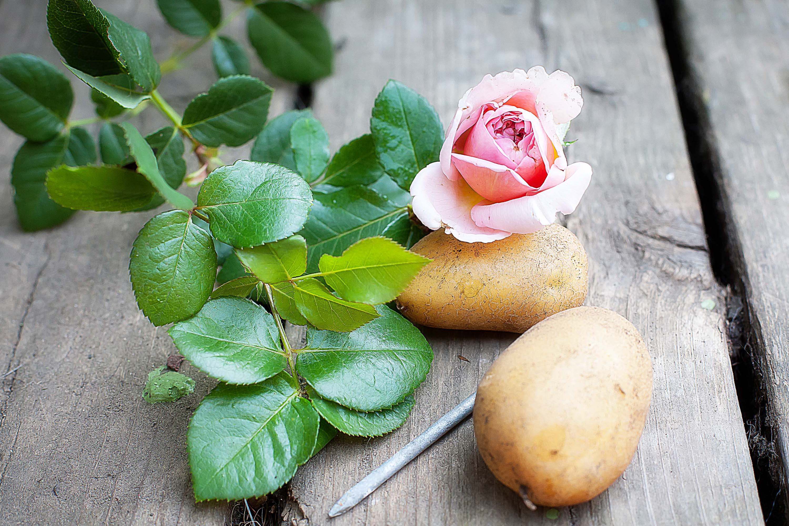 Вырастить розу в картошке в домашних условиях. Черенок розы в картофелине. Вырастить розу в картошке. Отросток розы в картошке.