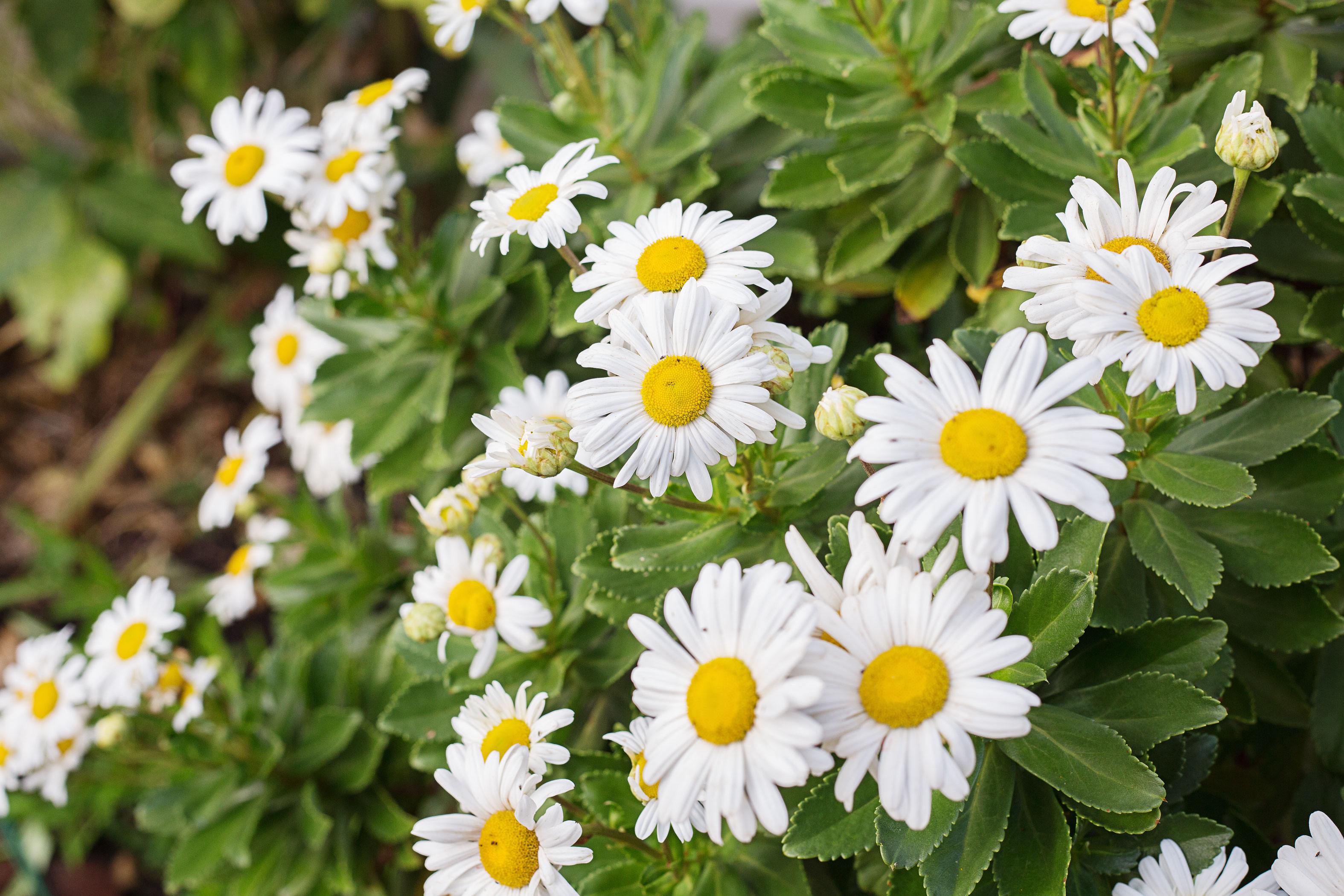 How to Grow and Care for Montauk Daisies, Also Known as Nippon Daisies