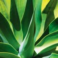 Types Of Blue Agave Plants - Small Agave Varieties