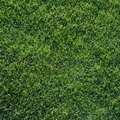 The Best Time to Plant Grass Seed in Texas | Hunker