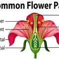 Parts of a Daisy Flower | Hunker