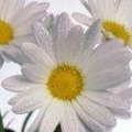 Parts of a Daisy Flower | Hunker