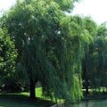 About Globe Willow Trees | Hunker